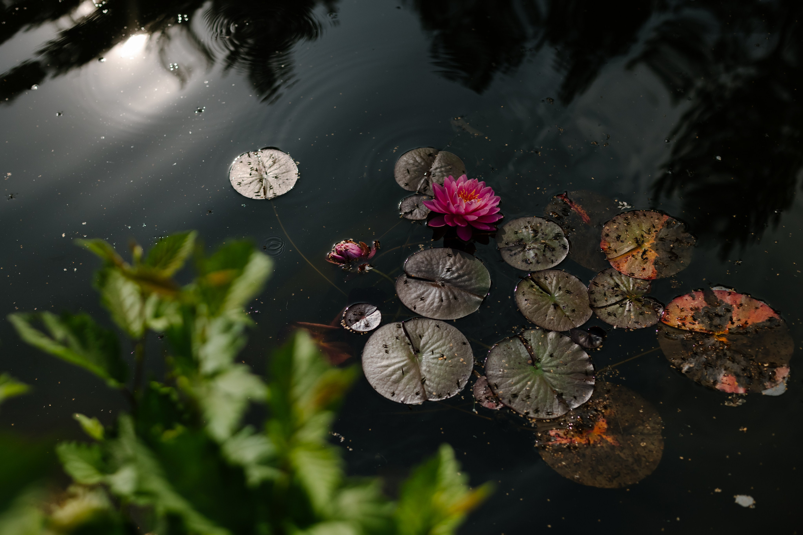 Букетик черники. Майя Алиева Свадебный фотограф в Санкт-Петербурге