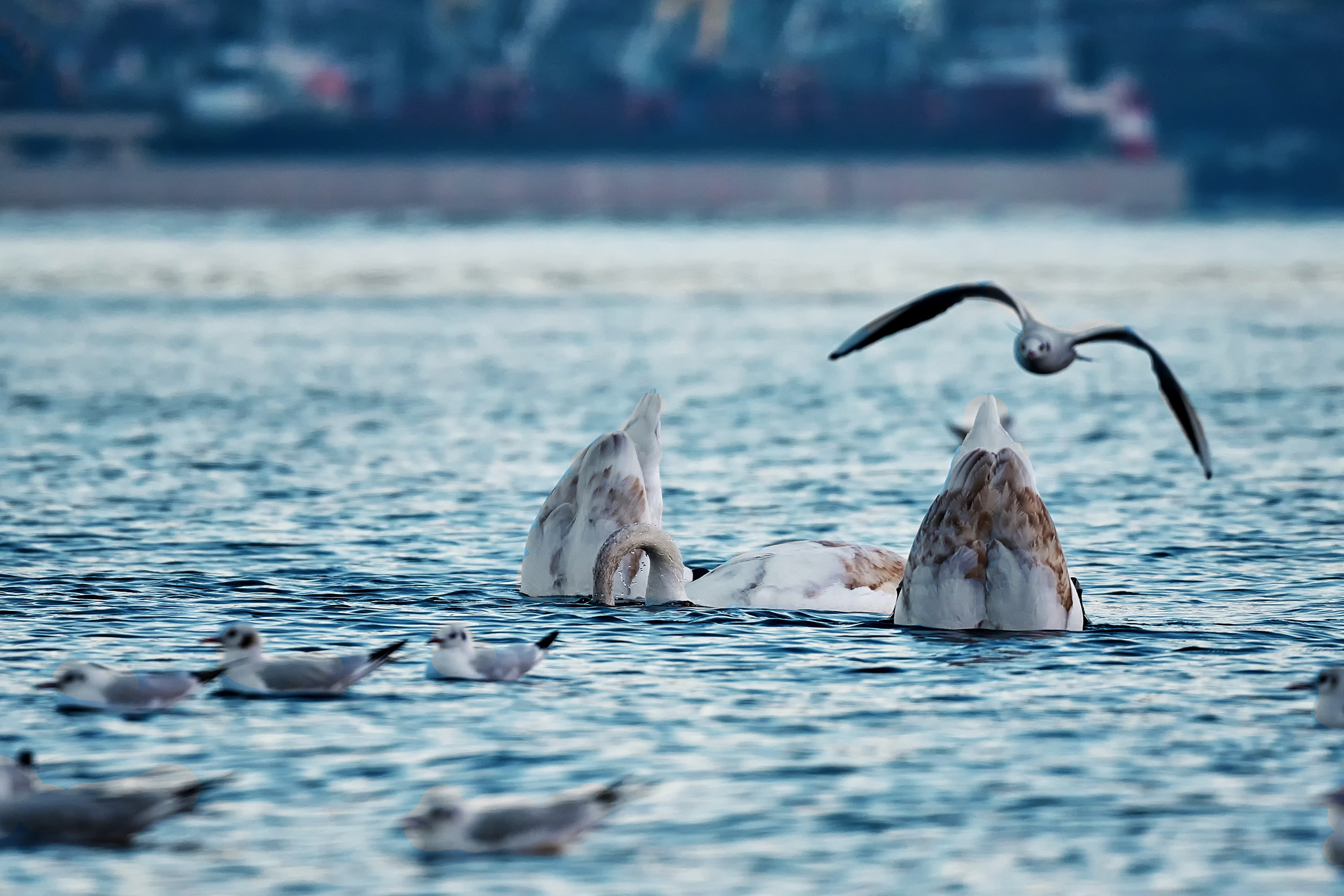 Фотографии животных. Яркие фото на Чёрном море