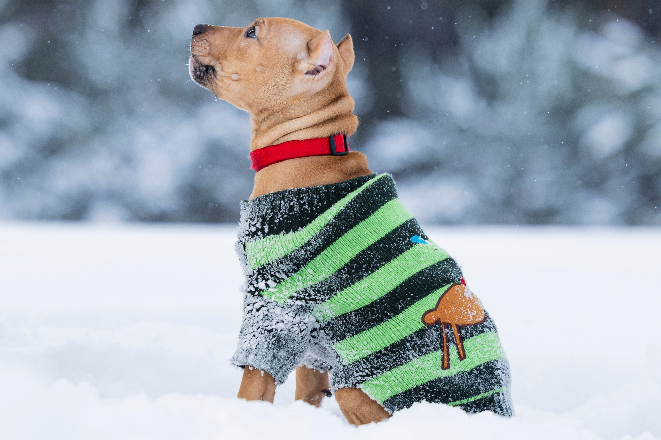 Миура. Фотограф-анималист Анна Маринич