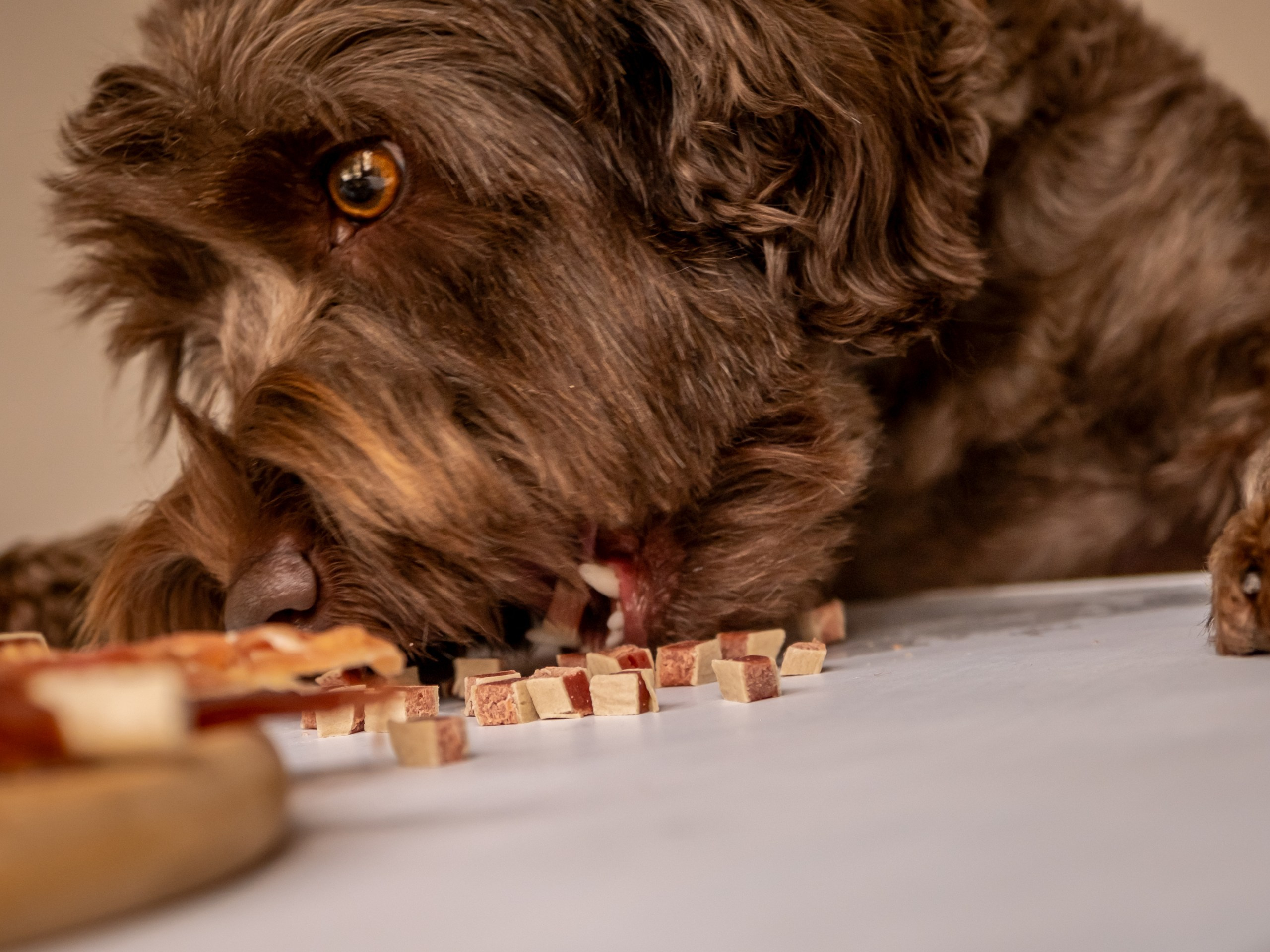 Съёмка для рекламы лакомства для собак (для Марии)!. Зоофотограф, фотограф животных в Москве и области Дина Дамоцева