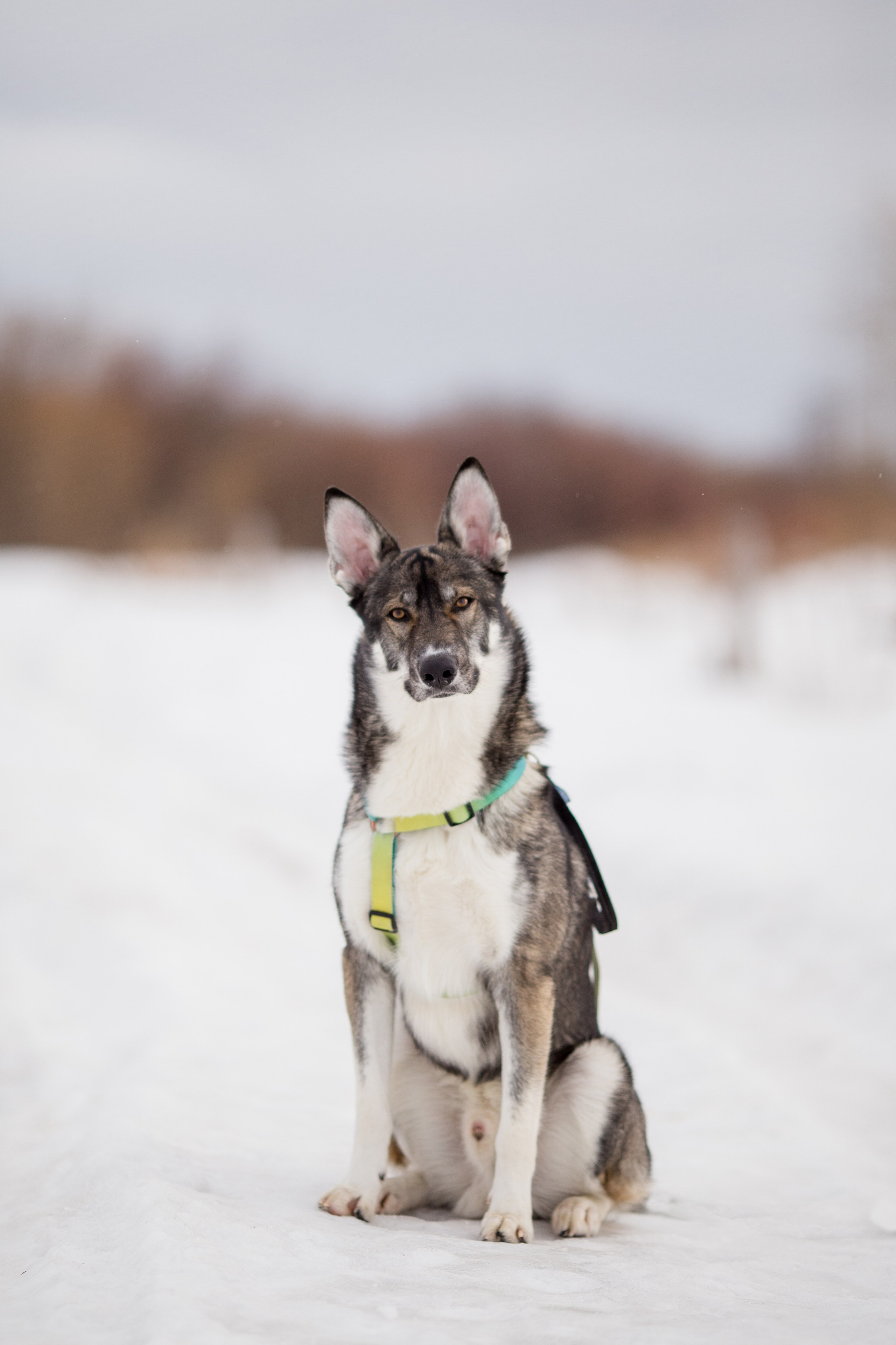 Фотосессия с собакой в Архангельске