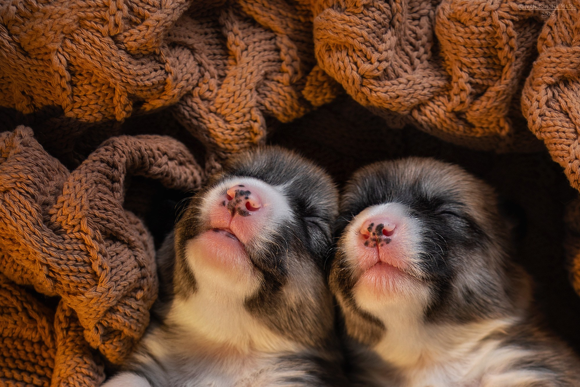 Ньюборн фотосессия щенков. Фотограф собак в Москве и Московской области Иванушкина Мария
