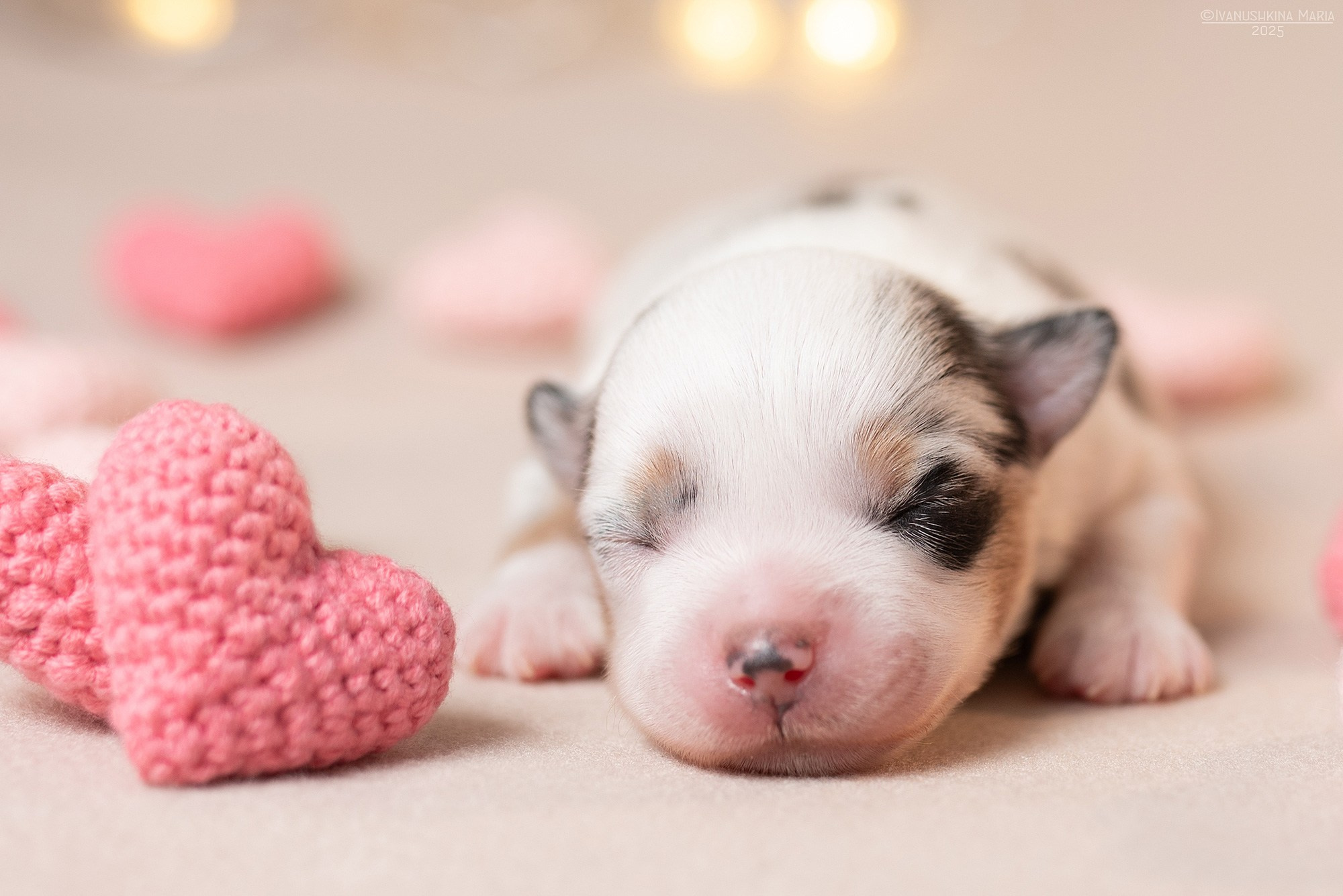 Ньюборн фотосессия щенков. Фотограф собак в Москве и Московской области Иванушкина Мария