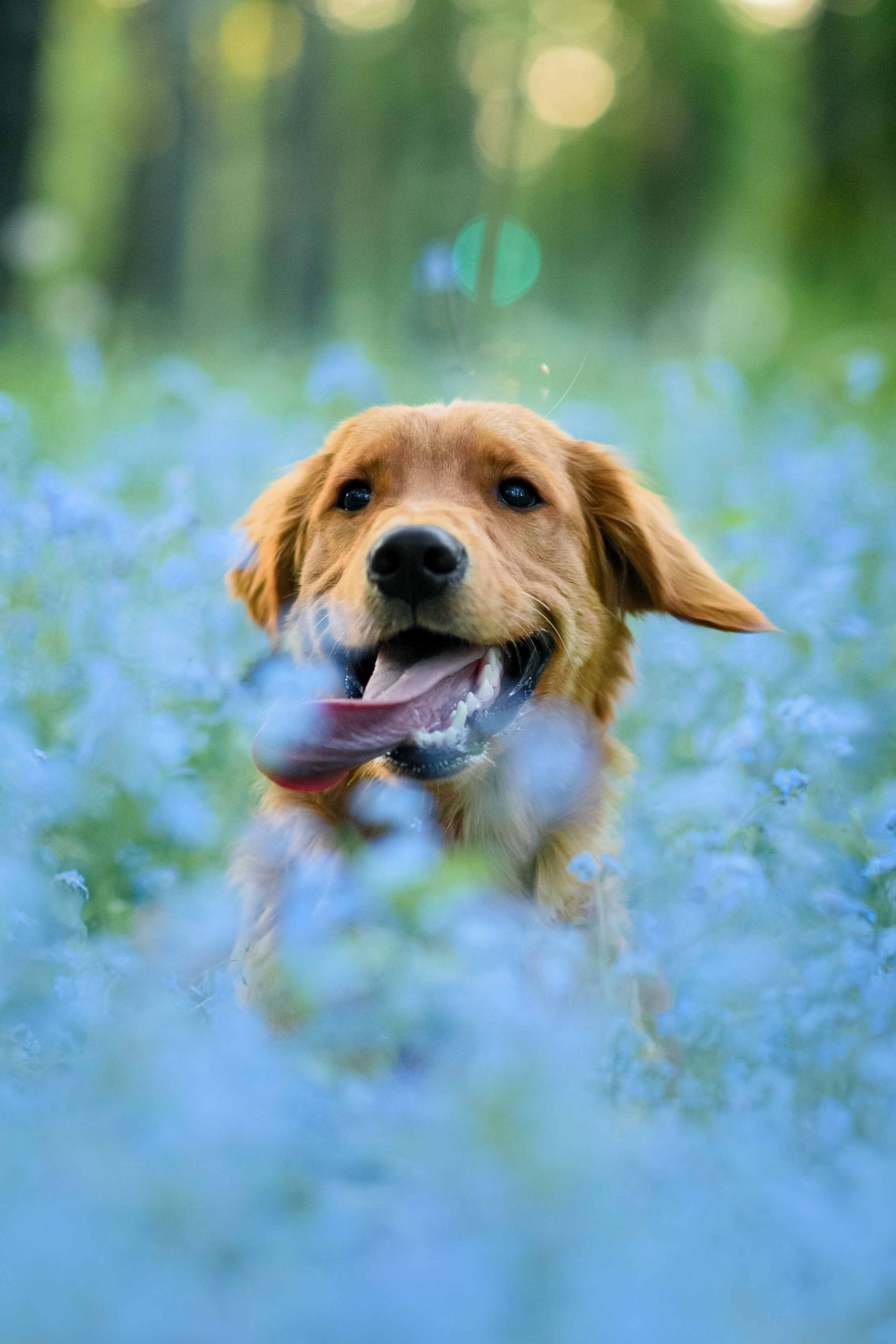 Степа, Йоки и Мята — 29.05.2024. Фотограф — Анималист | Анна Абрамова