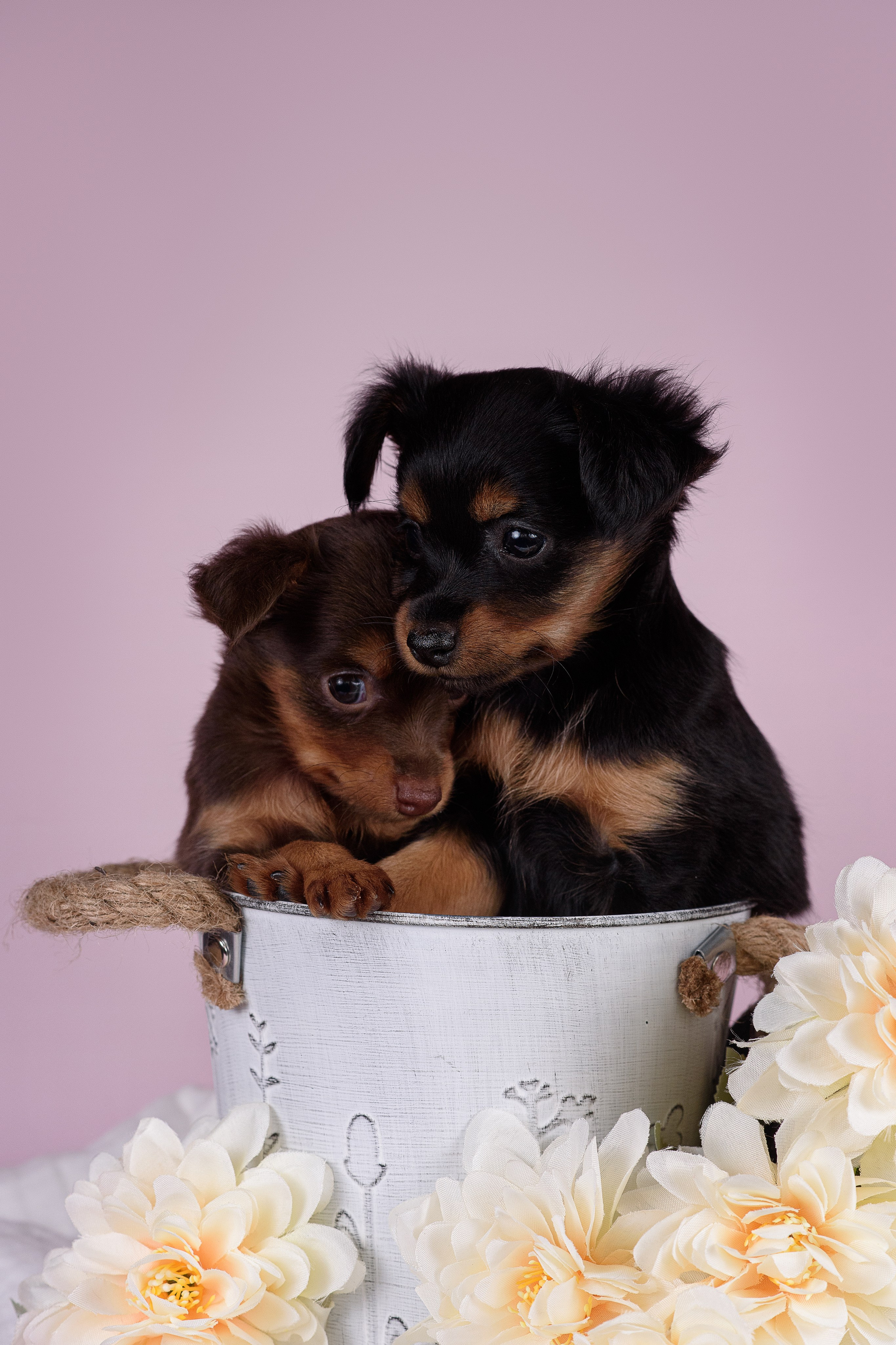 Щенки Пражских крысариков -13.04.2024. Фотограф — Анималист | Анна Абрамова