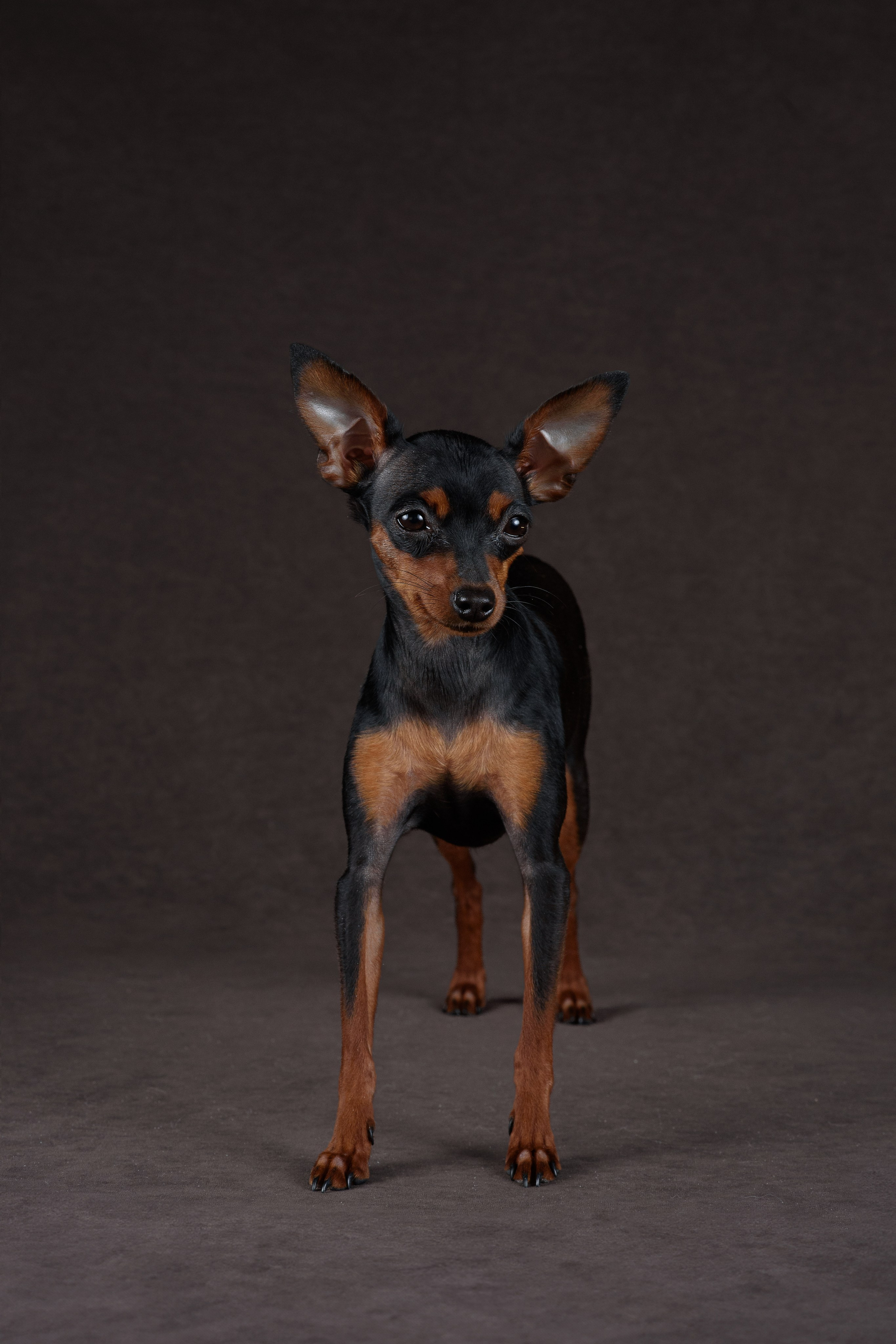 Пражский крысарик Лия — 15.03.2024. Фотограф — Анималист | Анна Абрамова