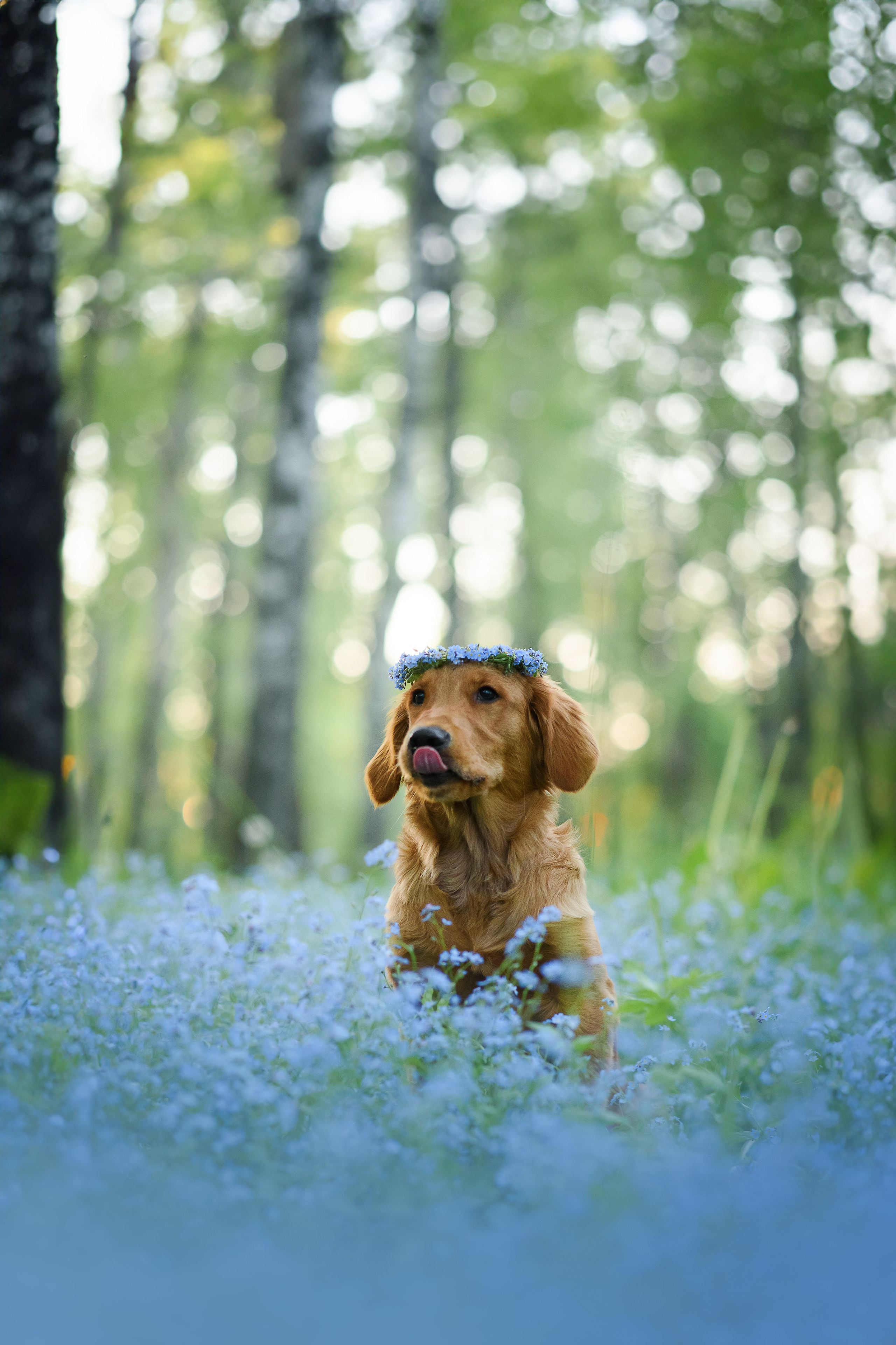 Степа, Йоки и Мята — 29.05.2024. Фотограф — Анималист | Анна Абрамова