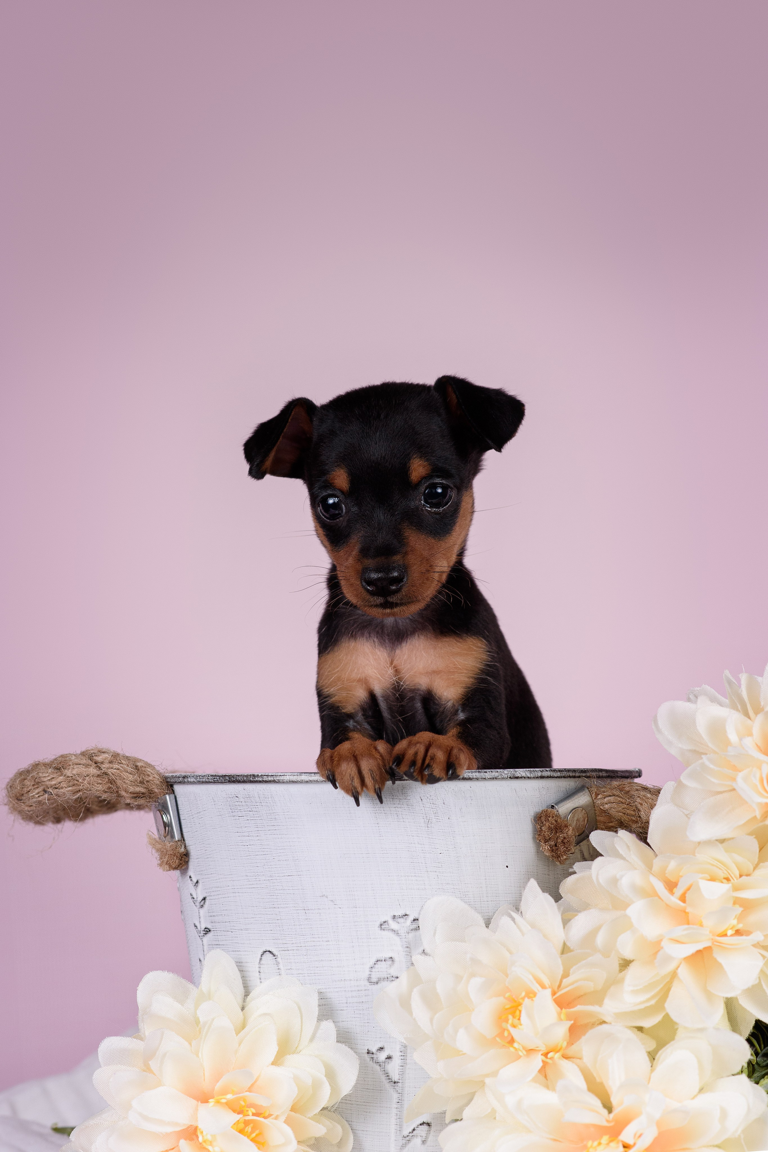 Щенки Пражских крысариков -13.04.2024. Фотограф — Анималист | Анна Абрамова