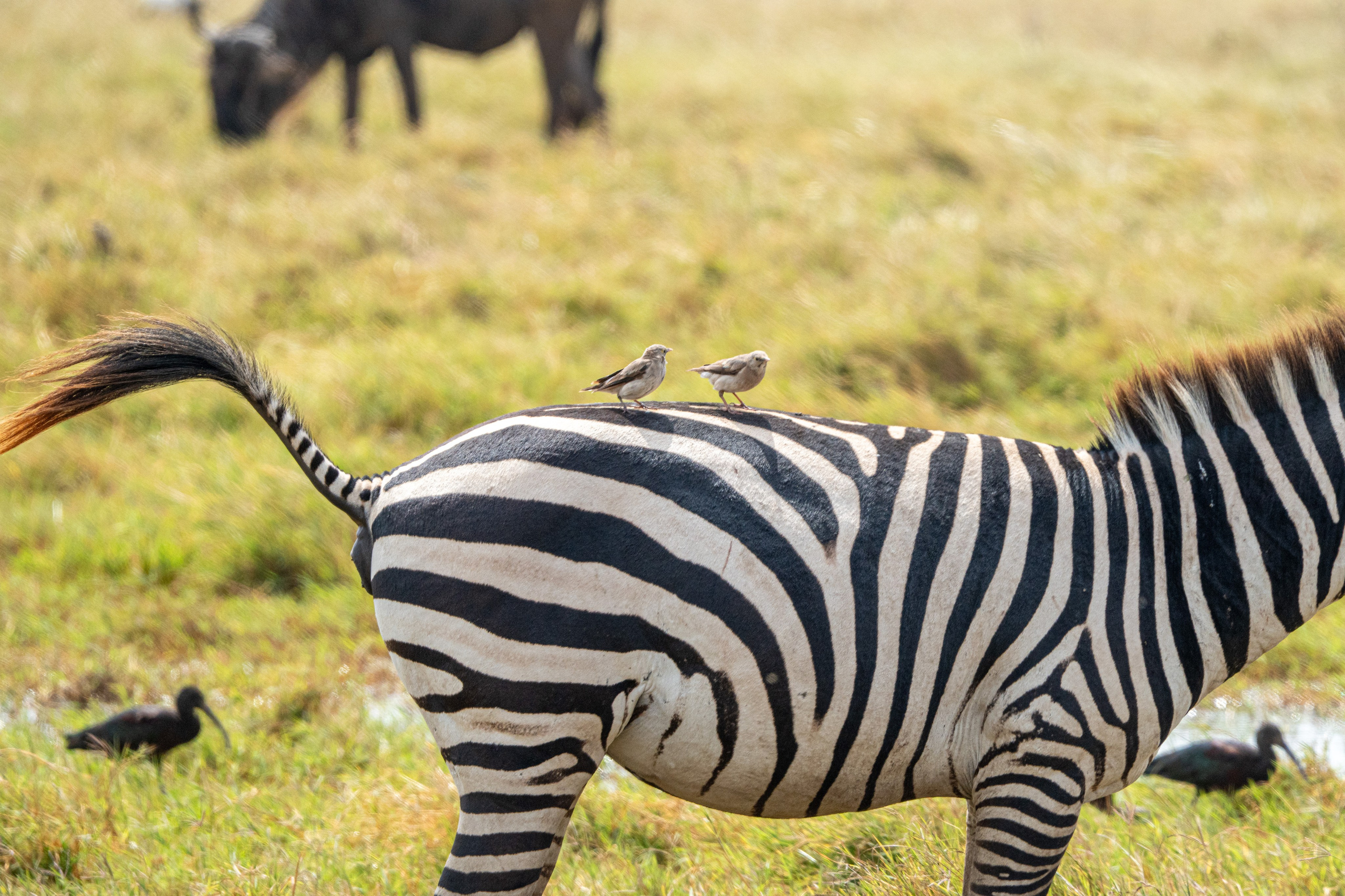 Танзания, сафари, 2025. Творческие сьемки