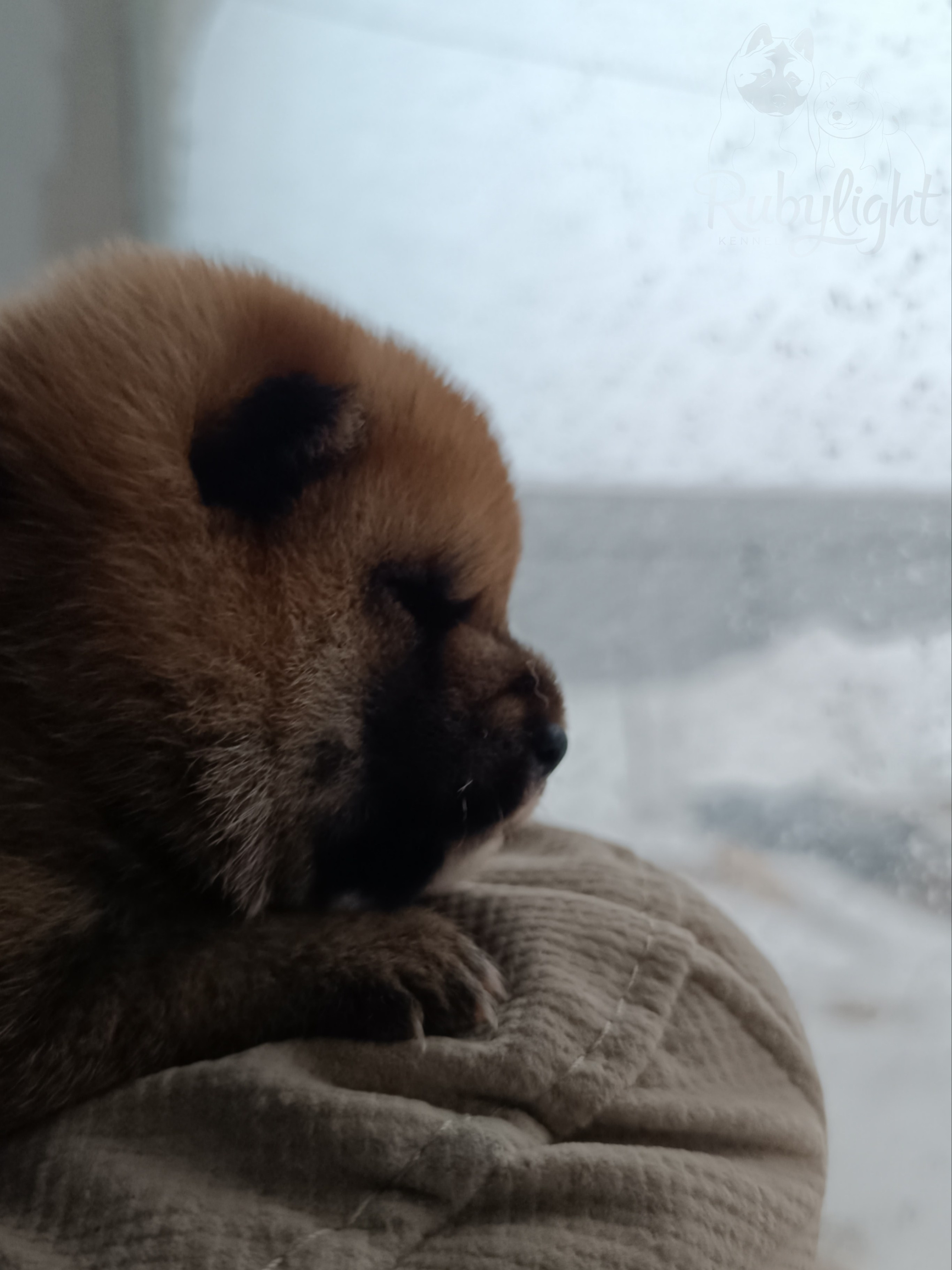 Сиба Rubylight Everest питомник Рубилайт 