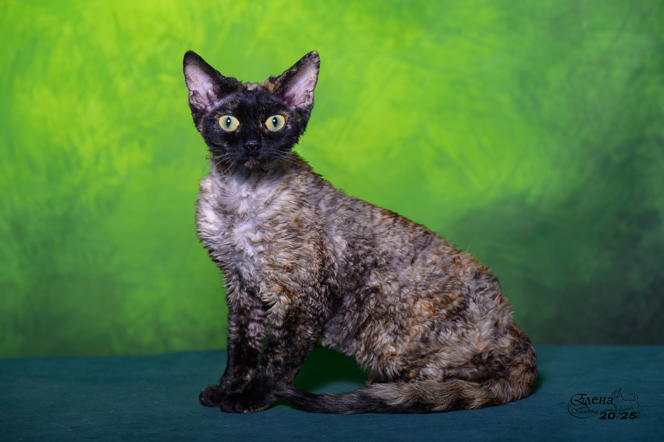 Отзывы. Фотограф анималист Елена Галдина г. Красноярск