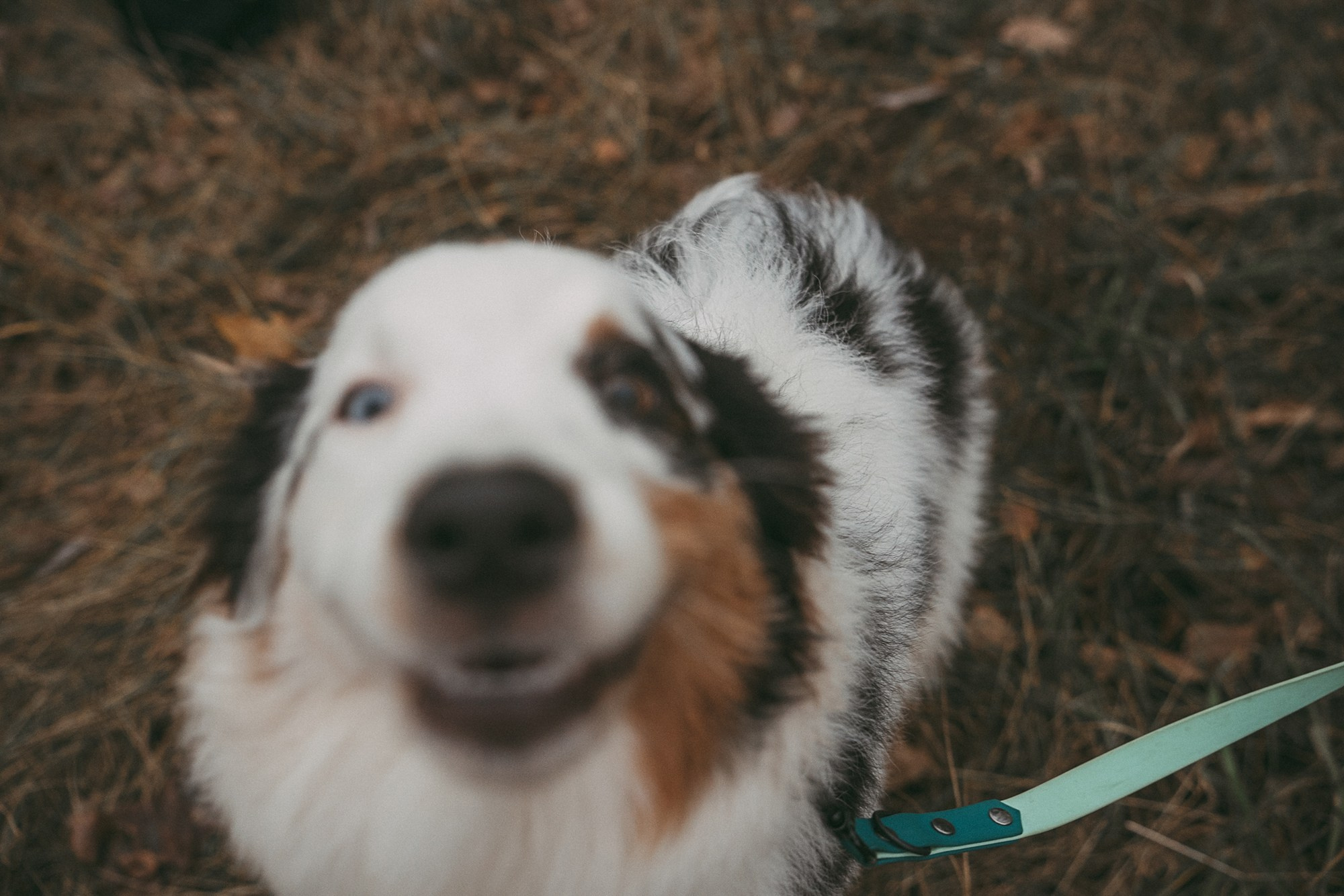 Лиза и Бублик. Фотограф анималист в Москве и Санкт-Петербурге Свиридова Анна