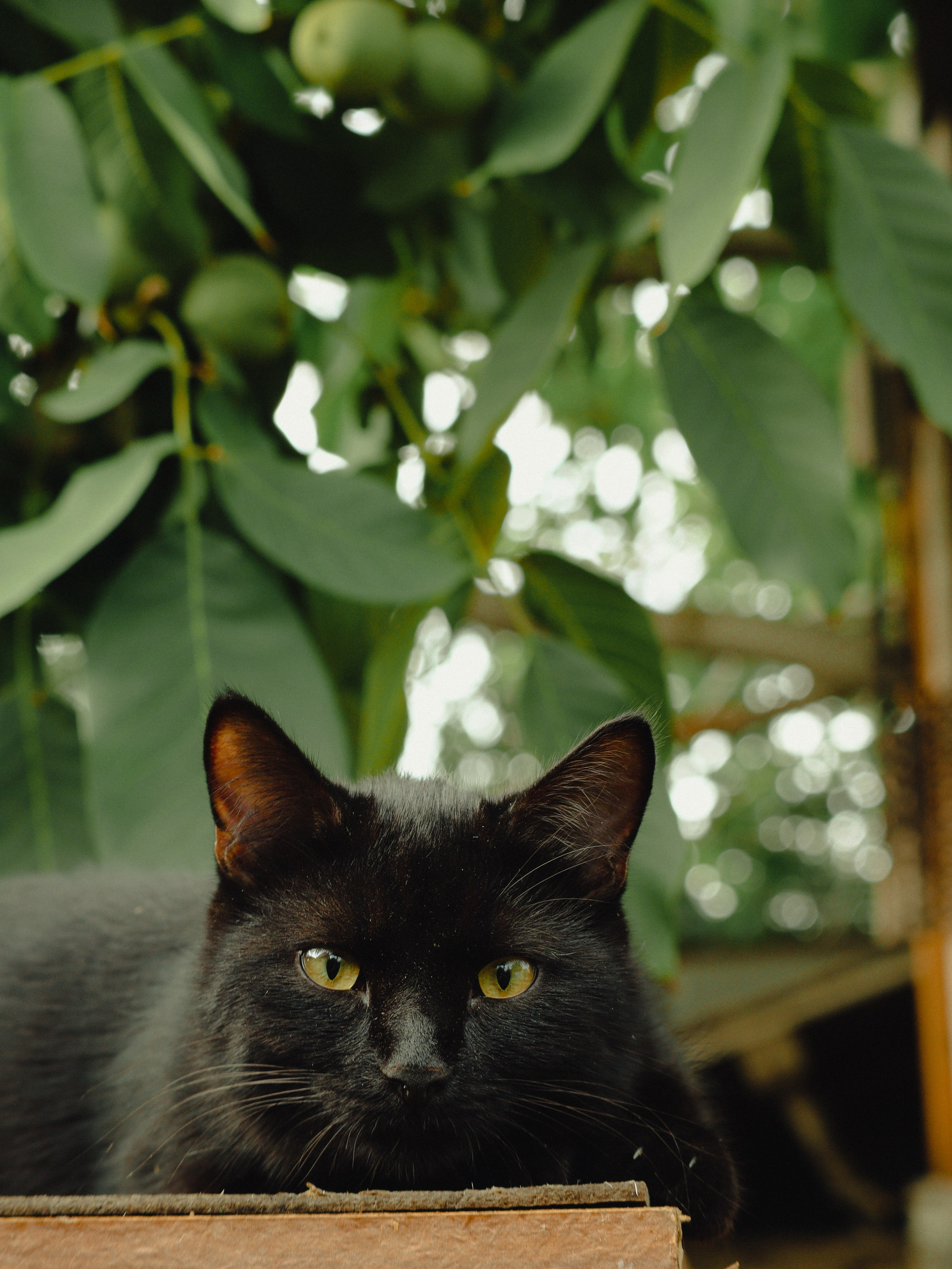 Питомцы. Кинематографичный фотограф, видеограф Лина Плешакова, Санкт-Петербург