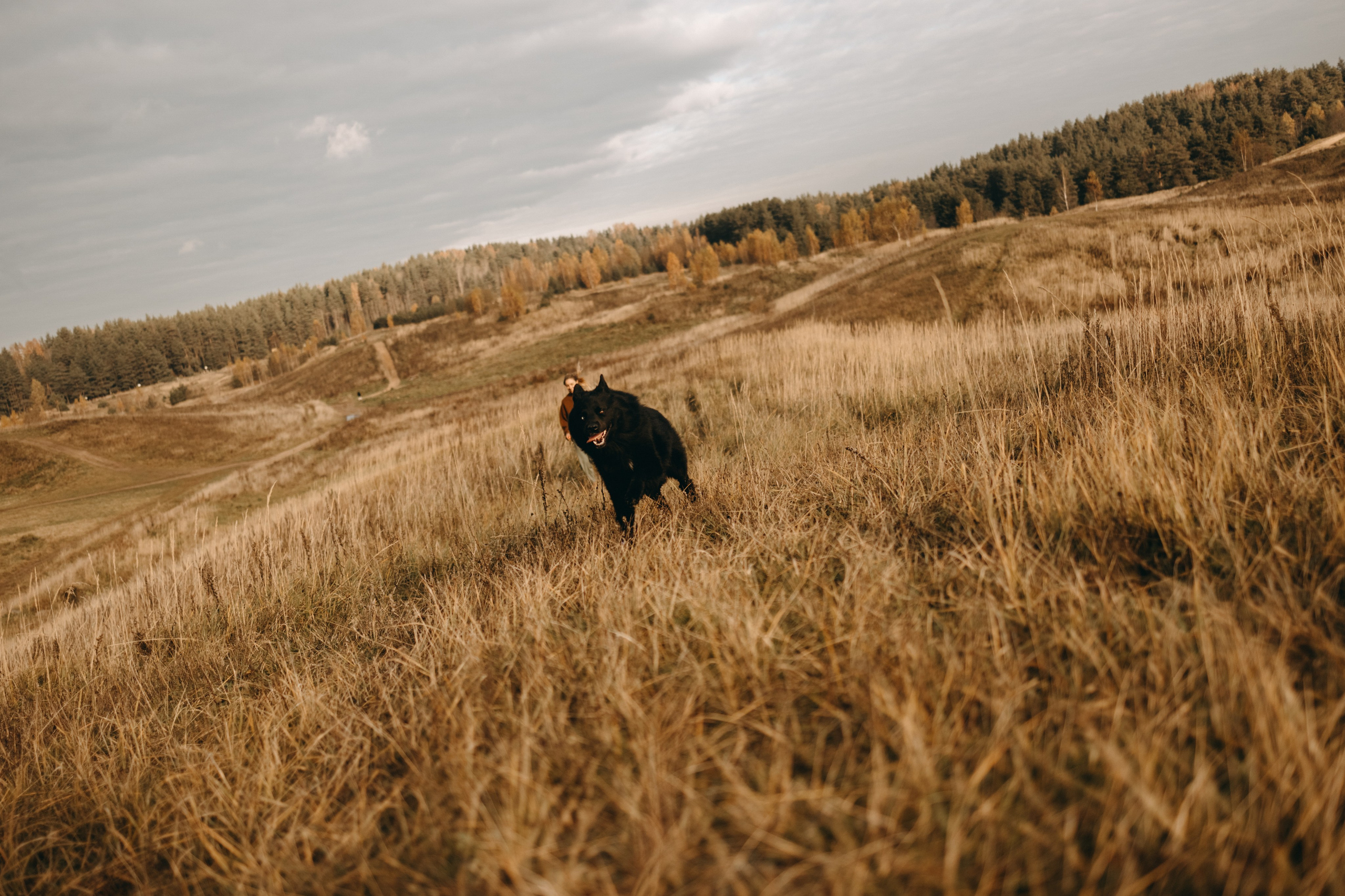 Лора и Джанго. Фотограф — Анималист | Санкт-Петербург