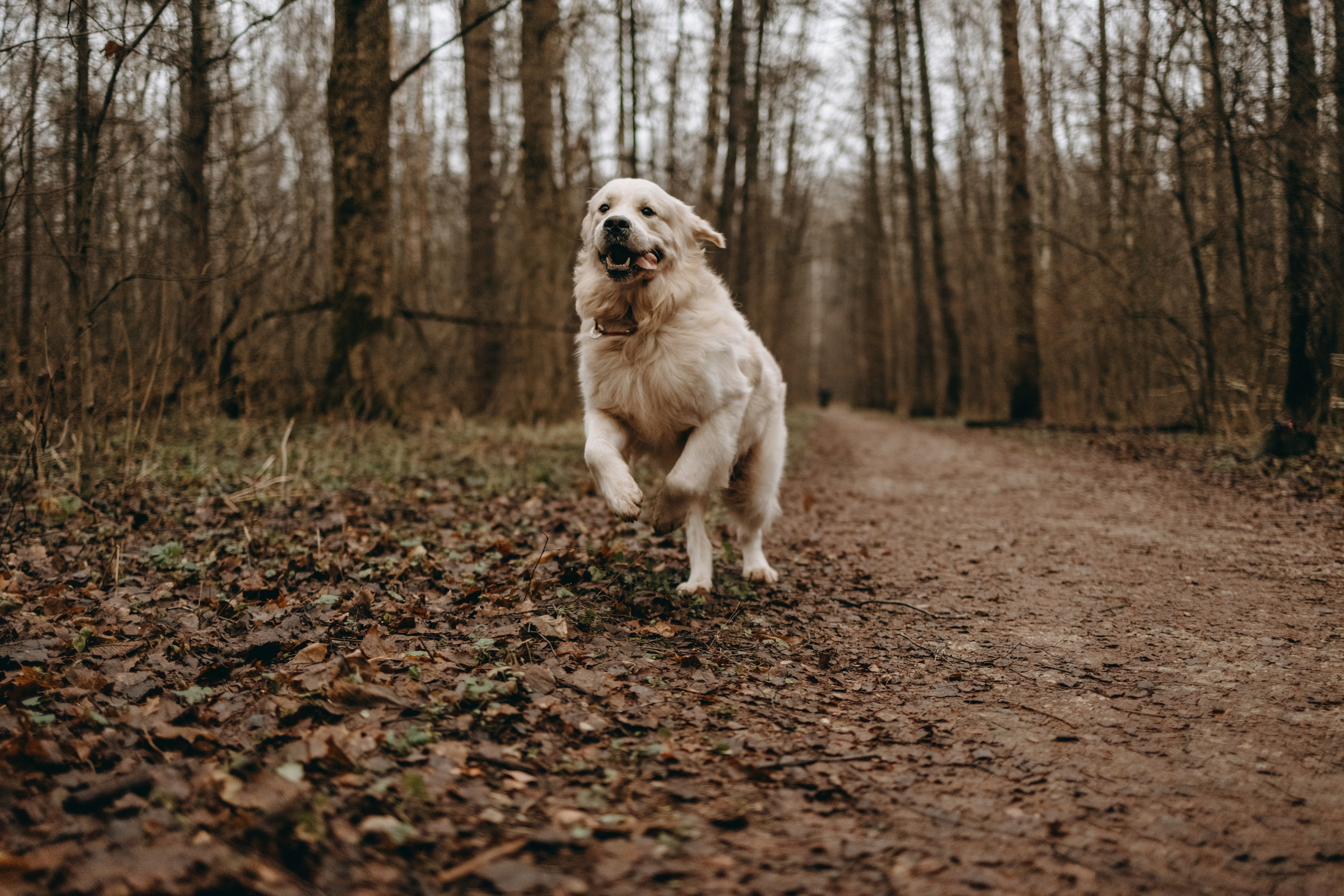 Лаки и его семья. Фотограф — Анималист | Санкт-Петербург