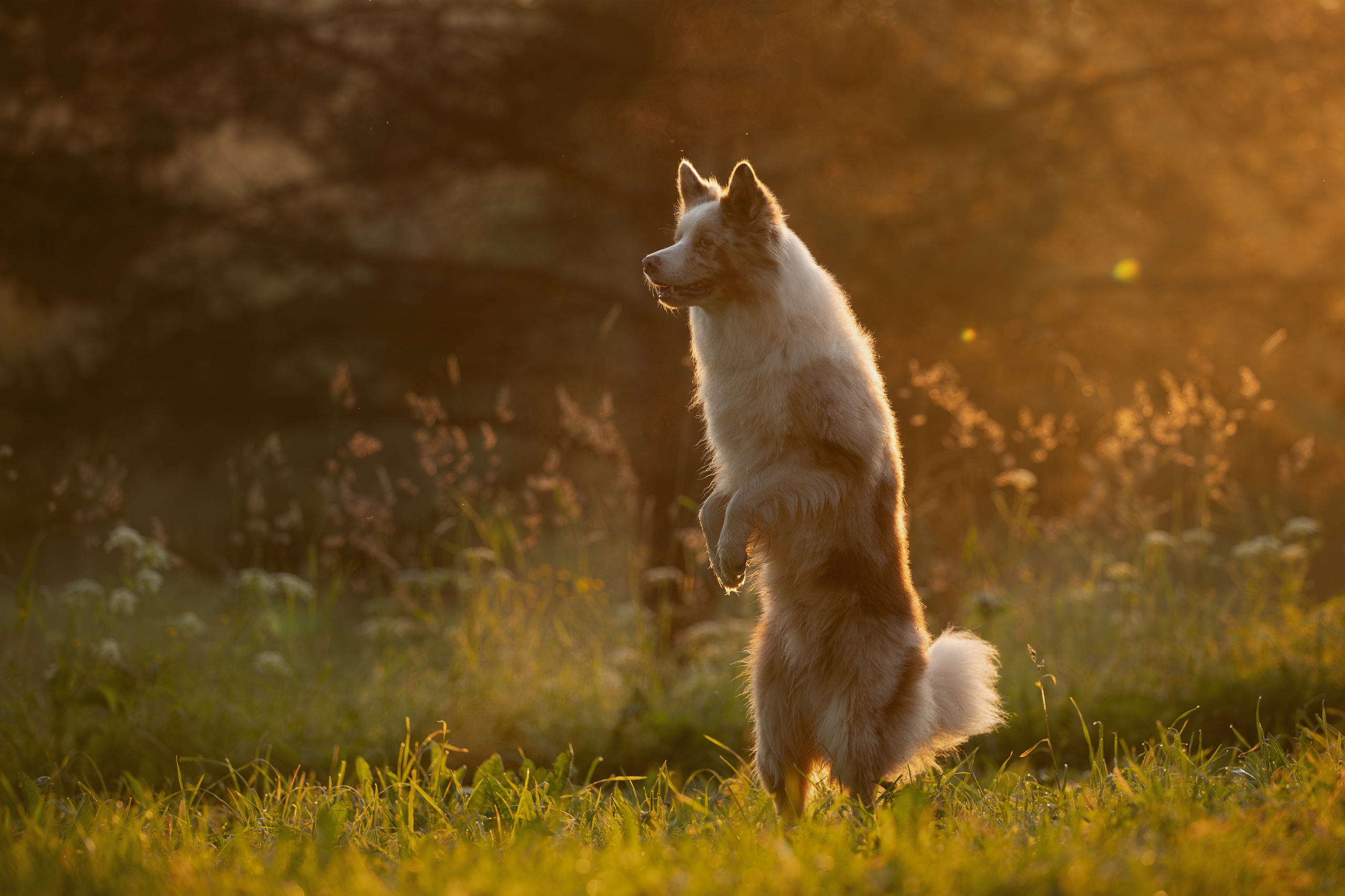 На природе и в городе. Фотограф-анималист в Калуге Мария Шерскова