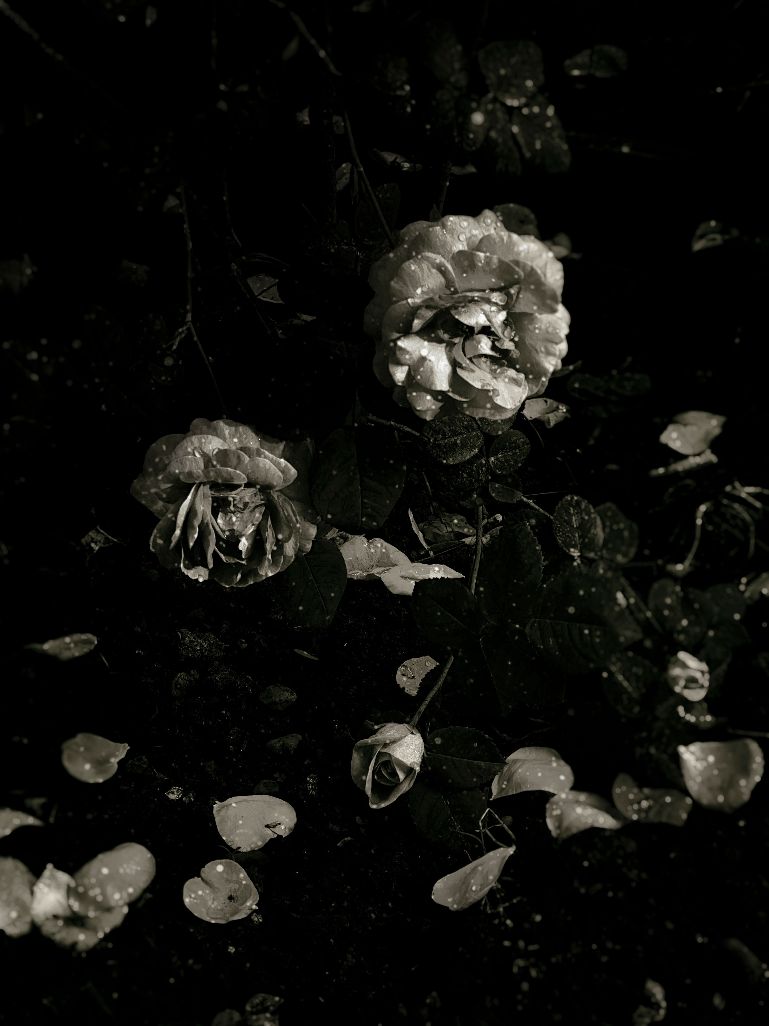 Flowers. Visual artist