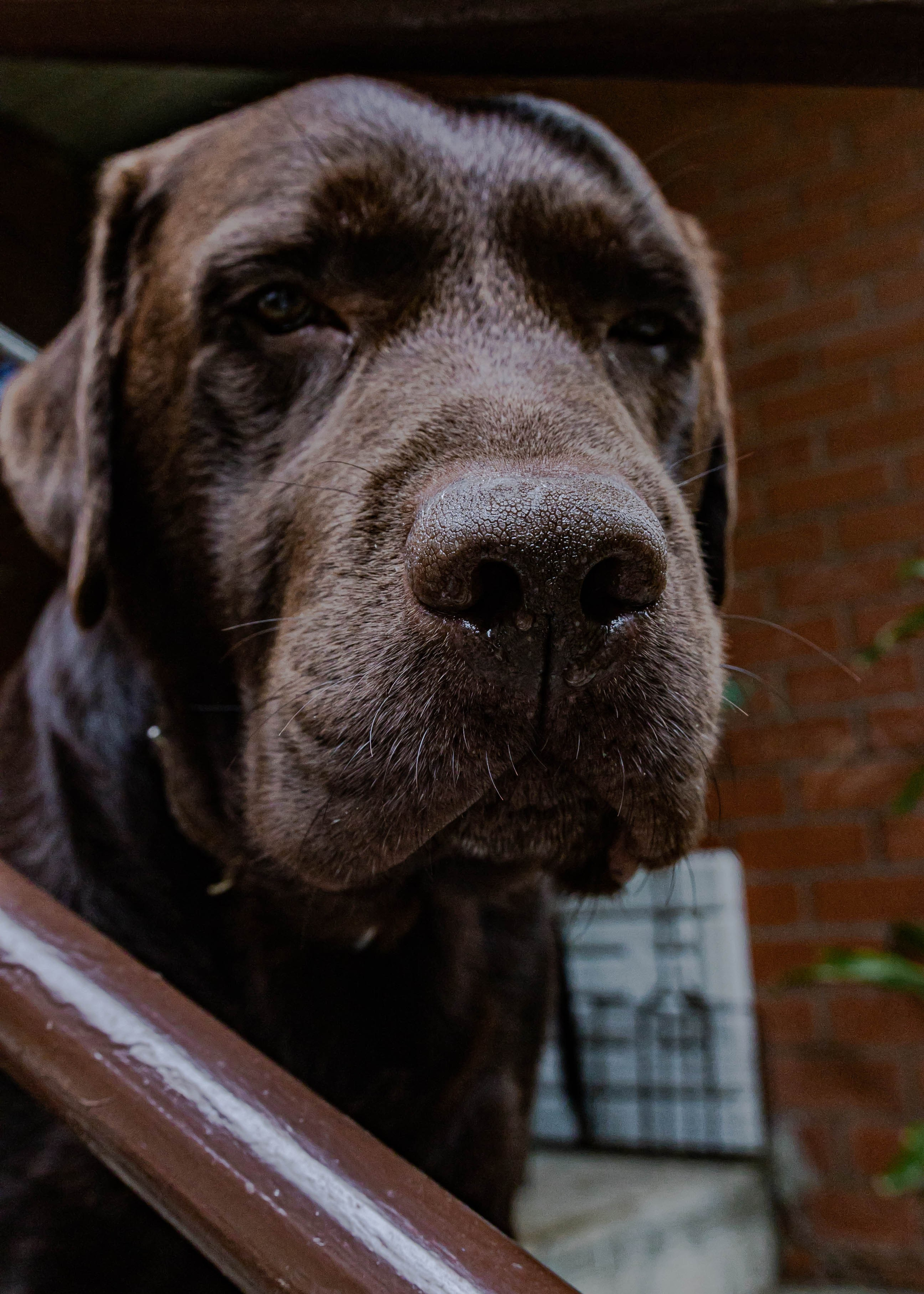 Домашние животные. Свадебный и семейный фотограф в Москве Мария Соловова