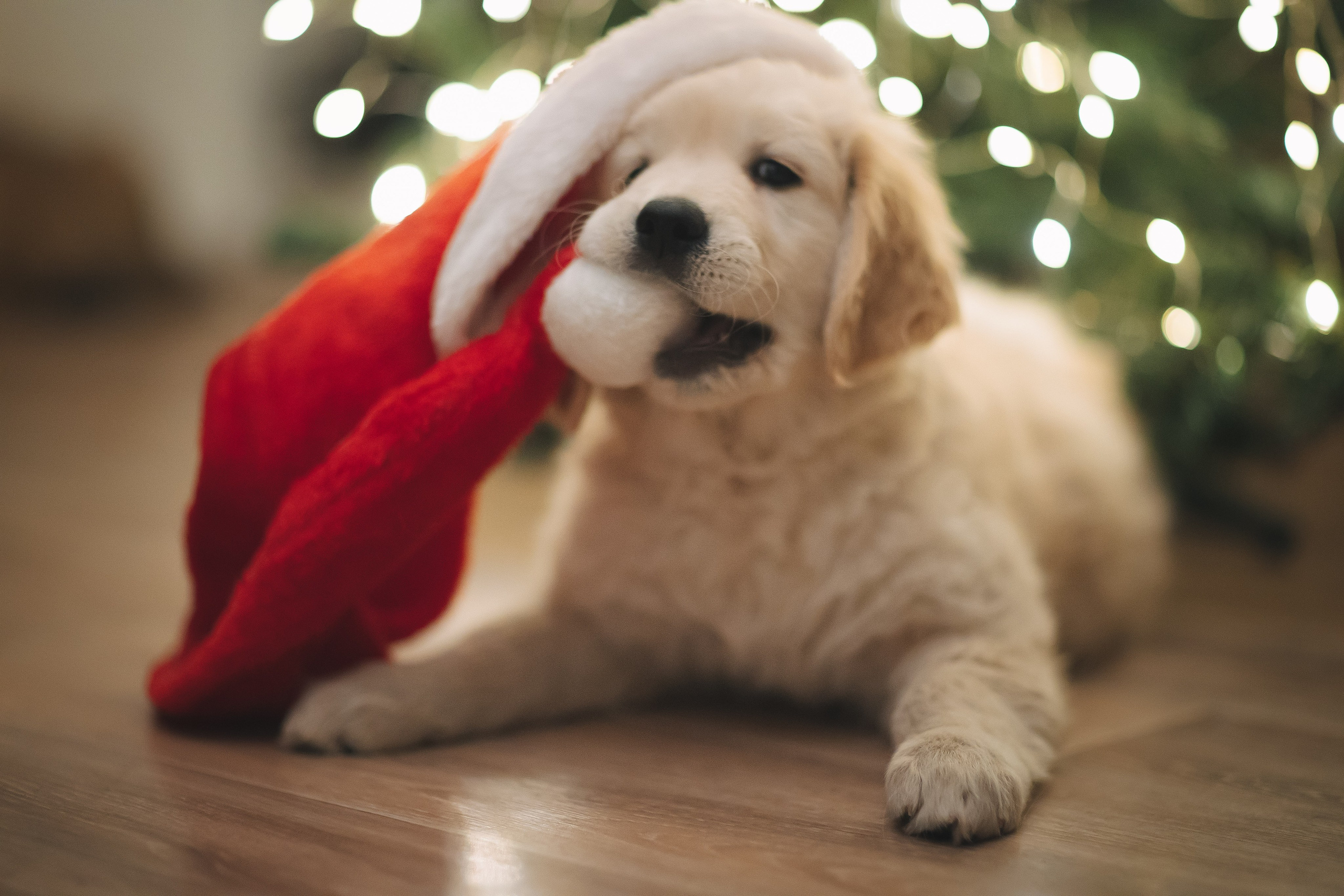 Снежик и Веста, НГ. Свадебный и женский фотограф