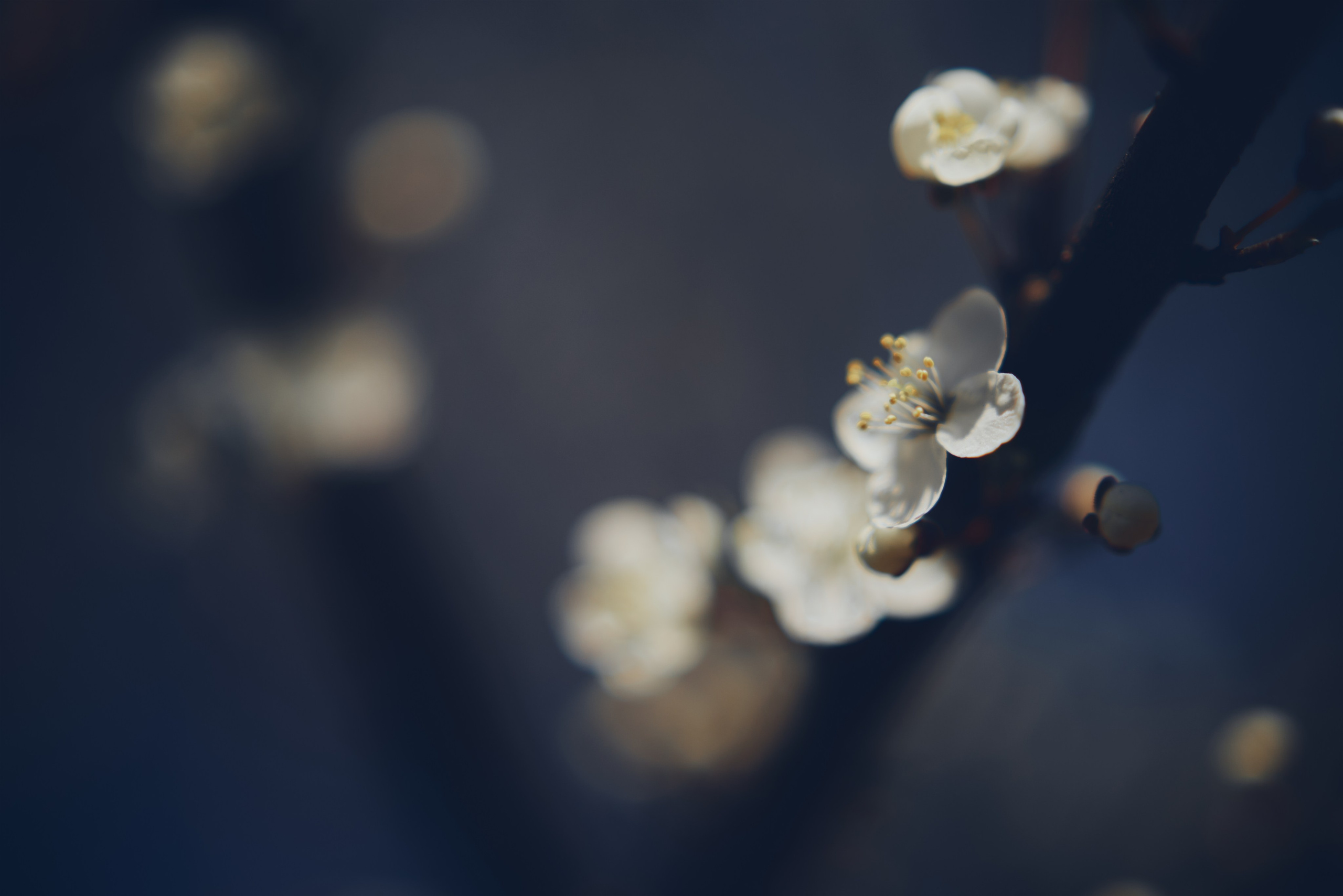 Sakura time