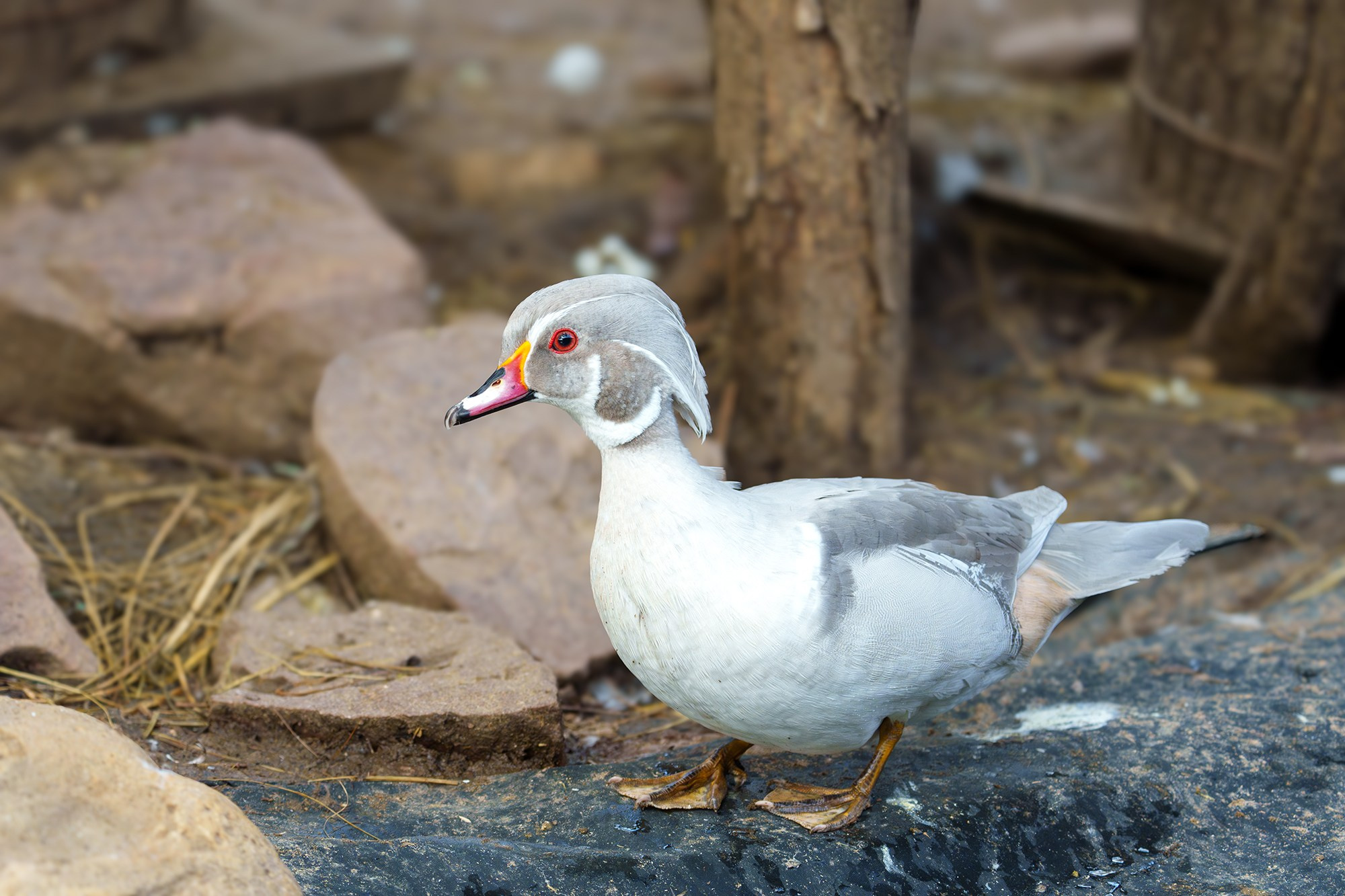 Удивительные мир птиц. Вокруг нас столько прекрасного — присмотритесь!. Ваш личный фотограф Марина Волкова