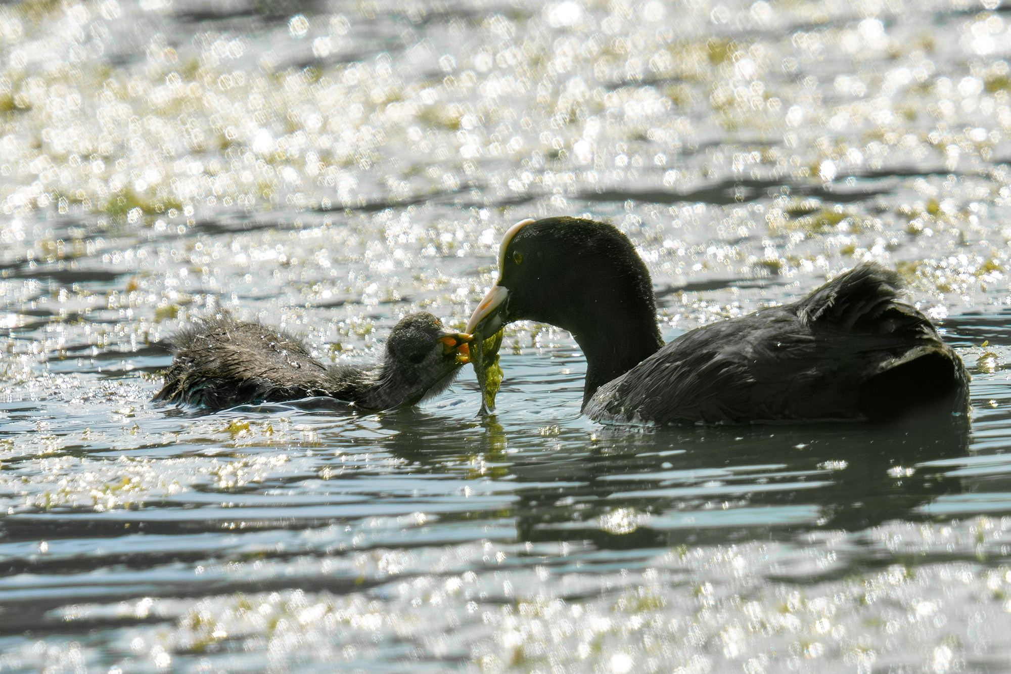 Удивительные мир птиц. Вокруг нас столько прекрасного — присмотритесь!. Ваш личный фотограф Марина Волкова