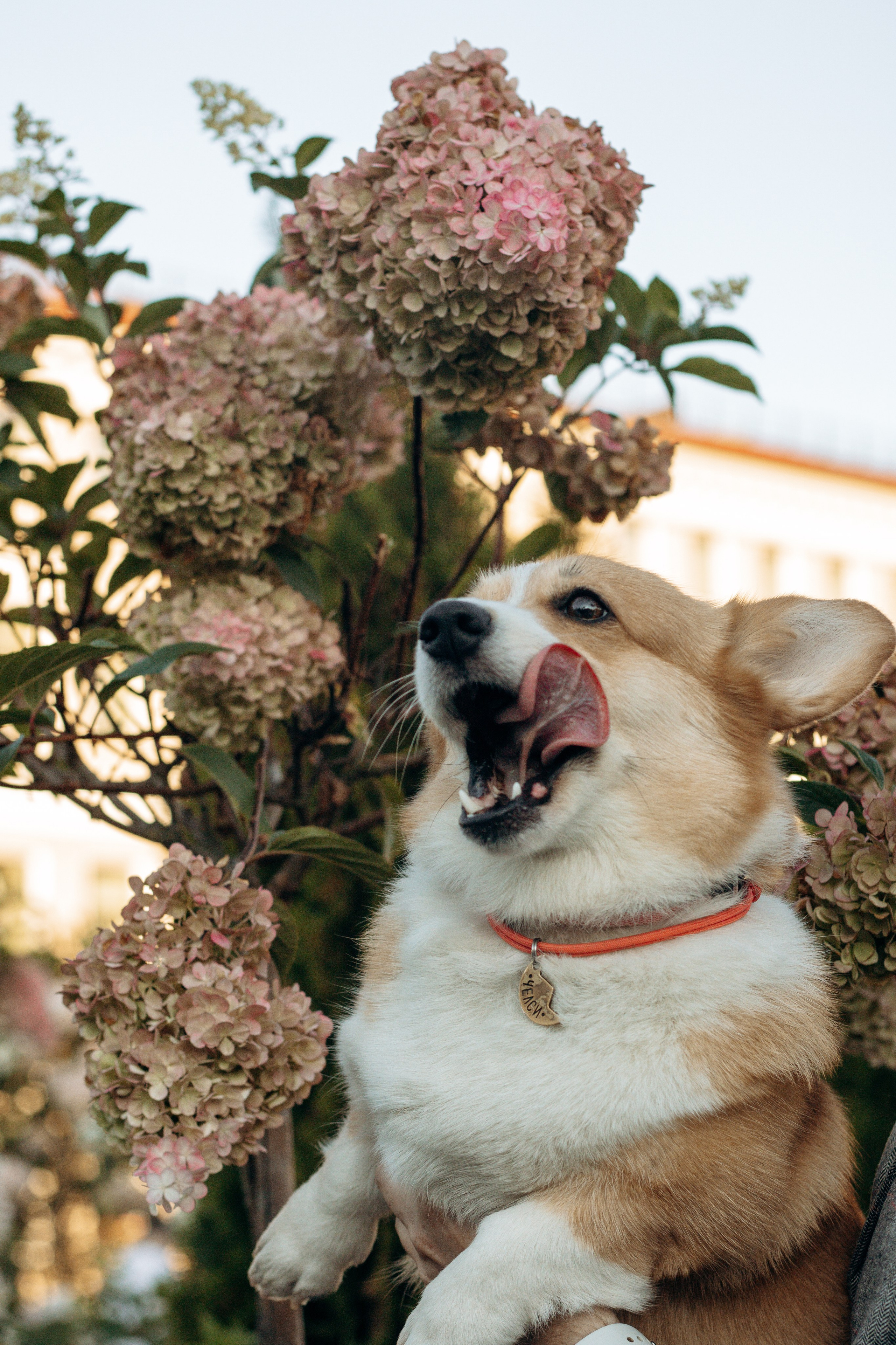 Лиза и Саша, Варди и Челси. Фотограф-анималист в Санкт-Петербурге