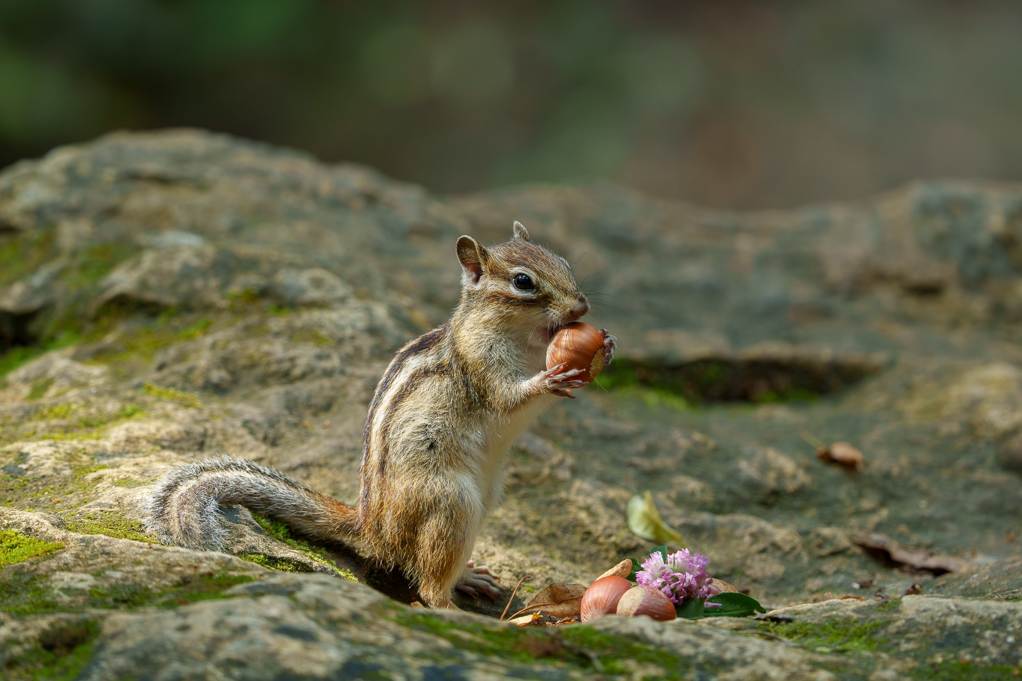 Животные. Ваш личный фотограф Марина Волкова