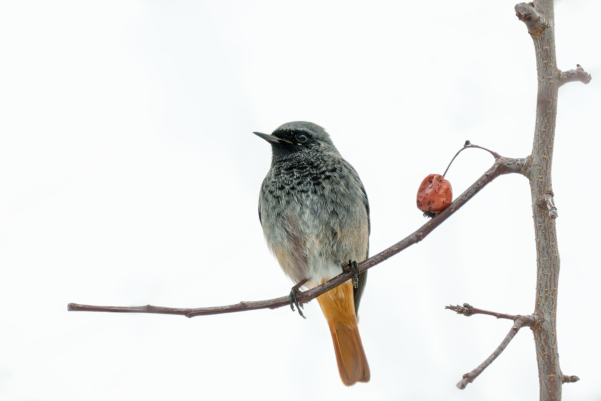 Удивительные мир птиц. Вокруг нас столько прекрасного — присмотритесь!. Ваш личный фотограф Марина Волкова