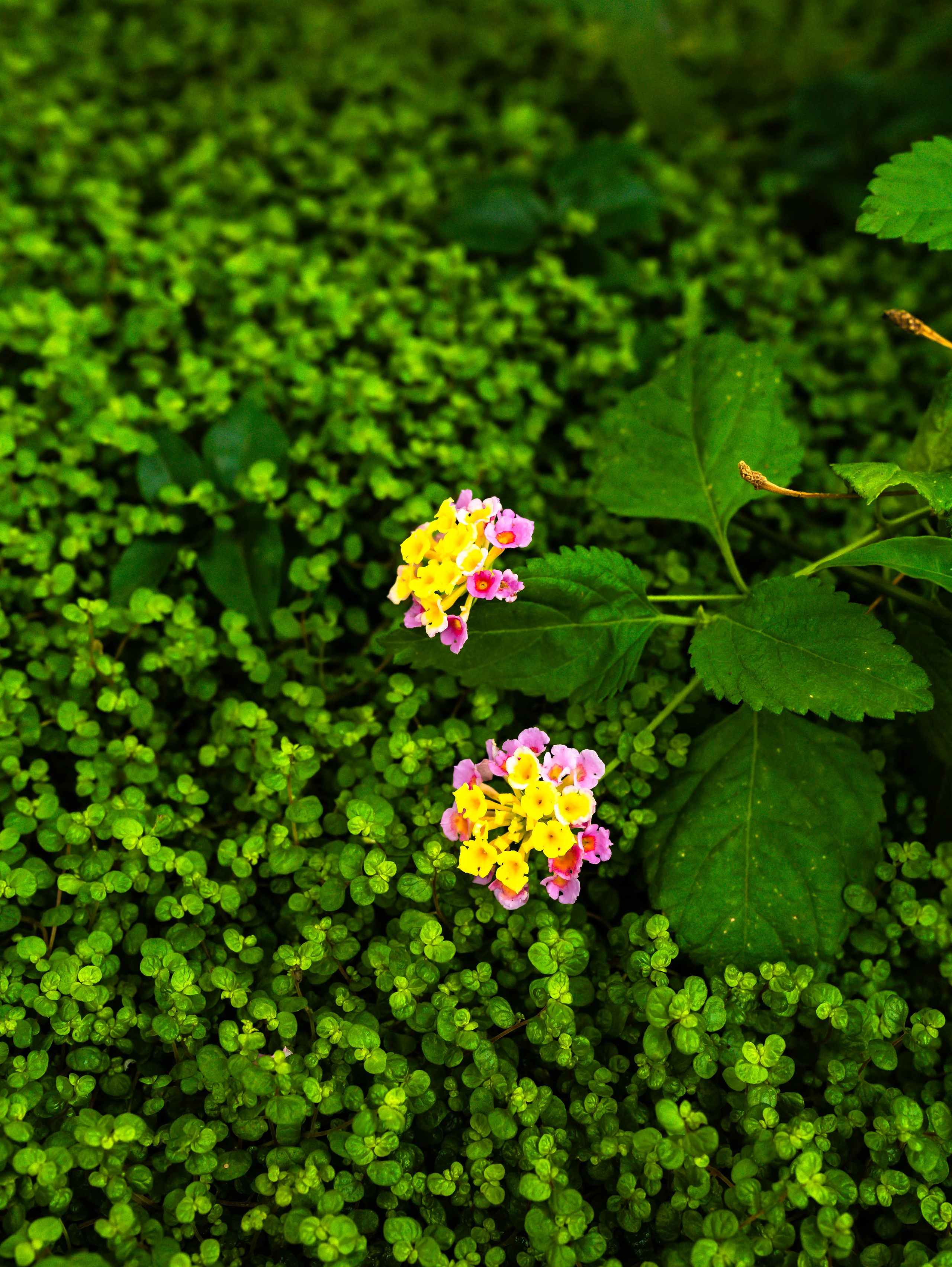 Фотографии природы Липецка. Свадебный и семейный фотограф Виолетта в Липецке