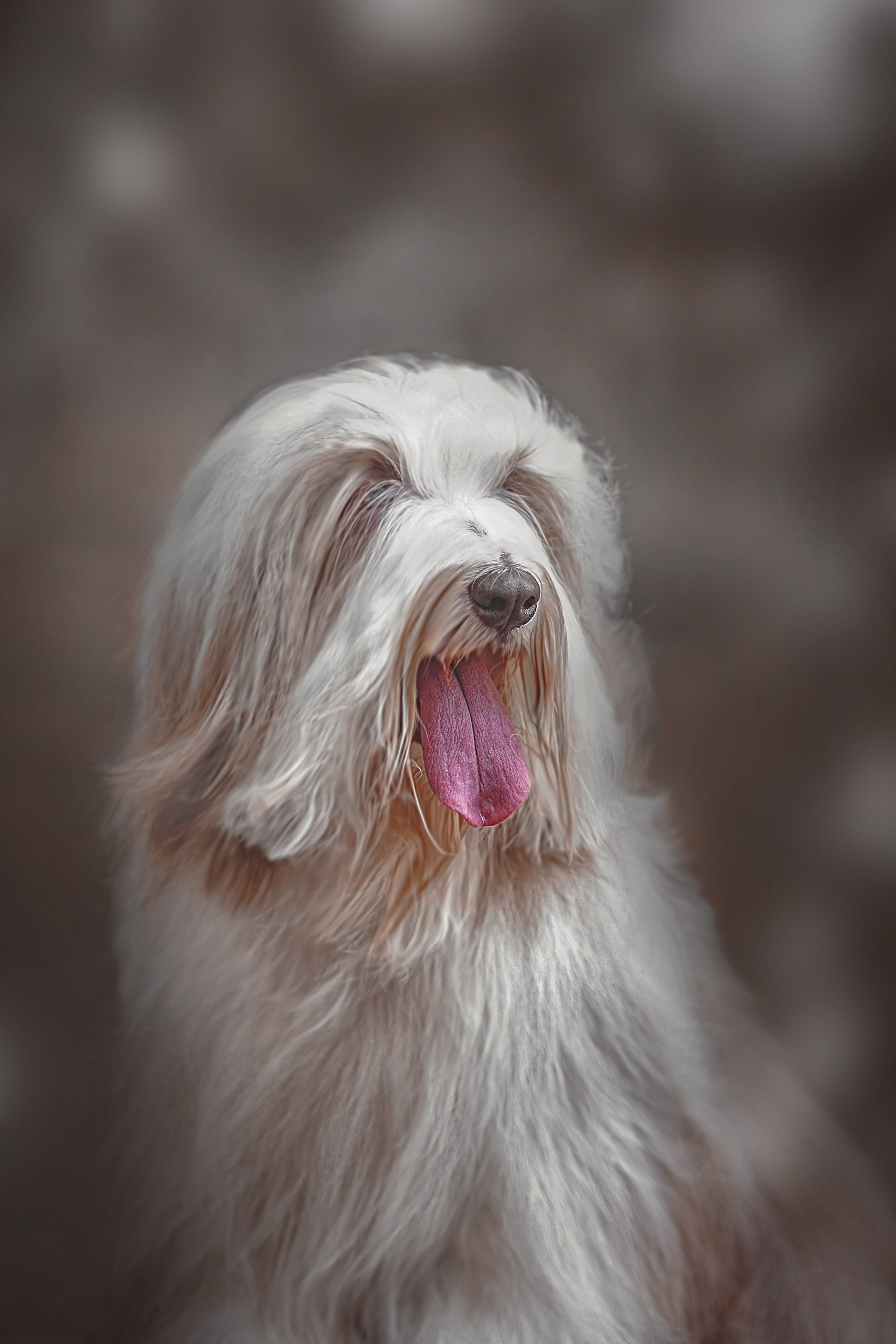 Фотосессия животных в Ижевских, фотограф животных. Детский, семейный фотограф в Ижевске и Москве Аксинья Лысенкова ADEN