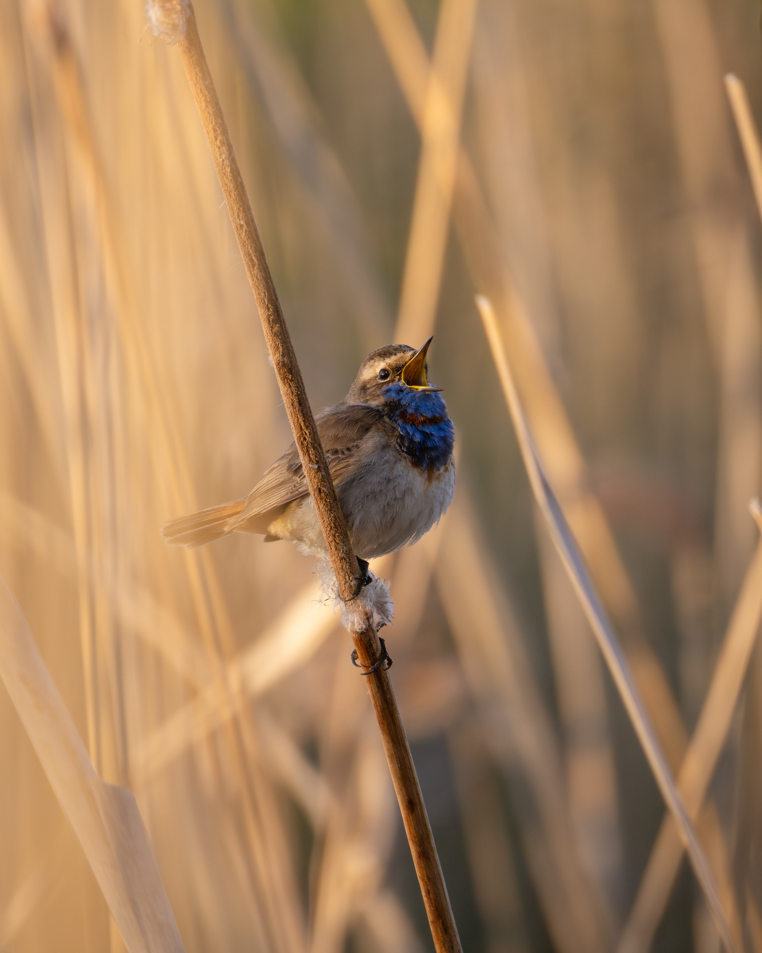 Voronezh 2026. Anton Chernov | Wildlife photographer