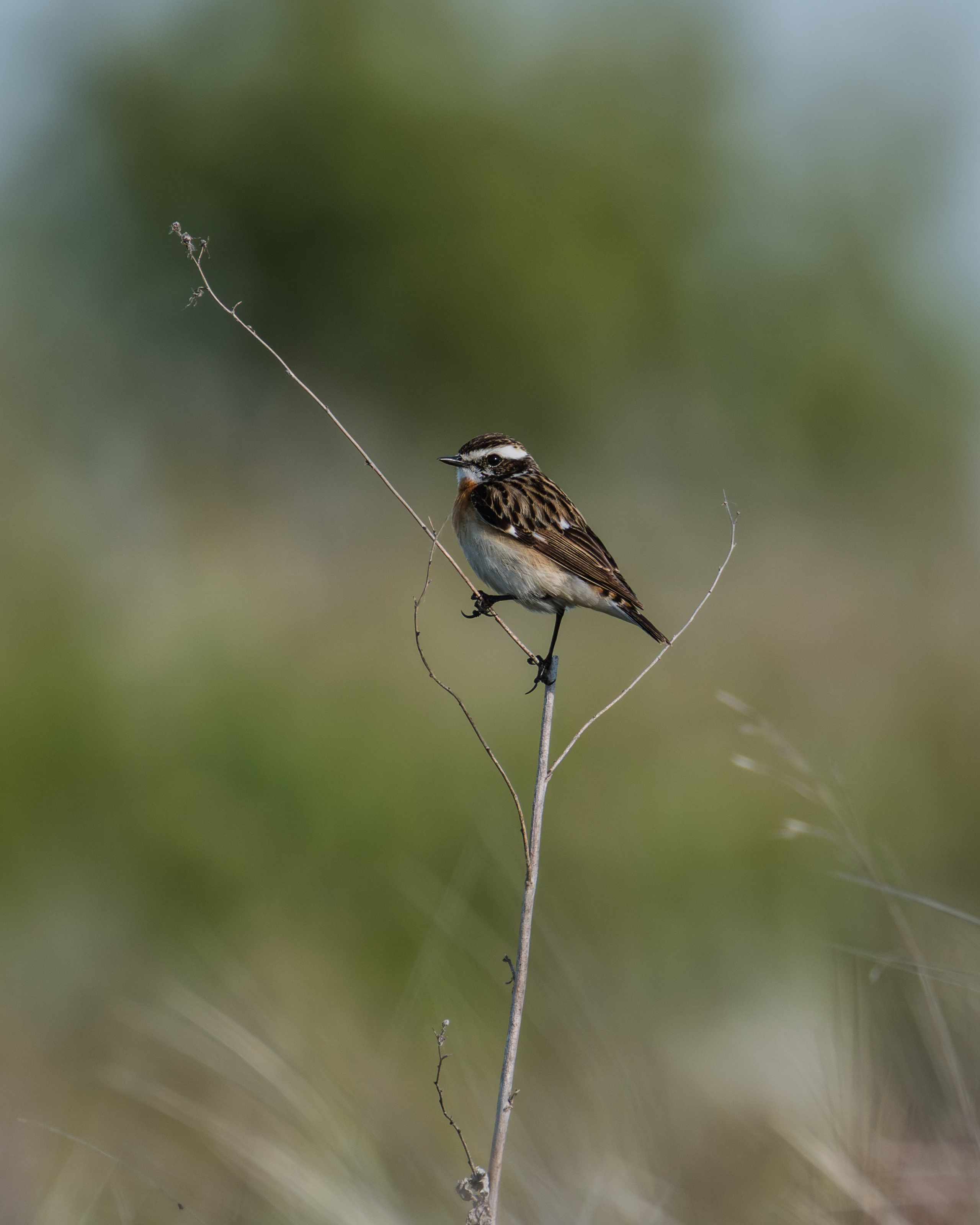 Voronezh 2026. Anton Chernov | Wildlife photographer