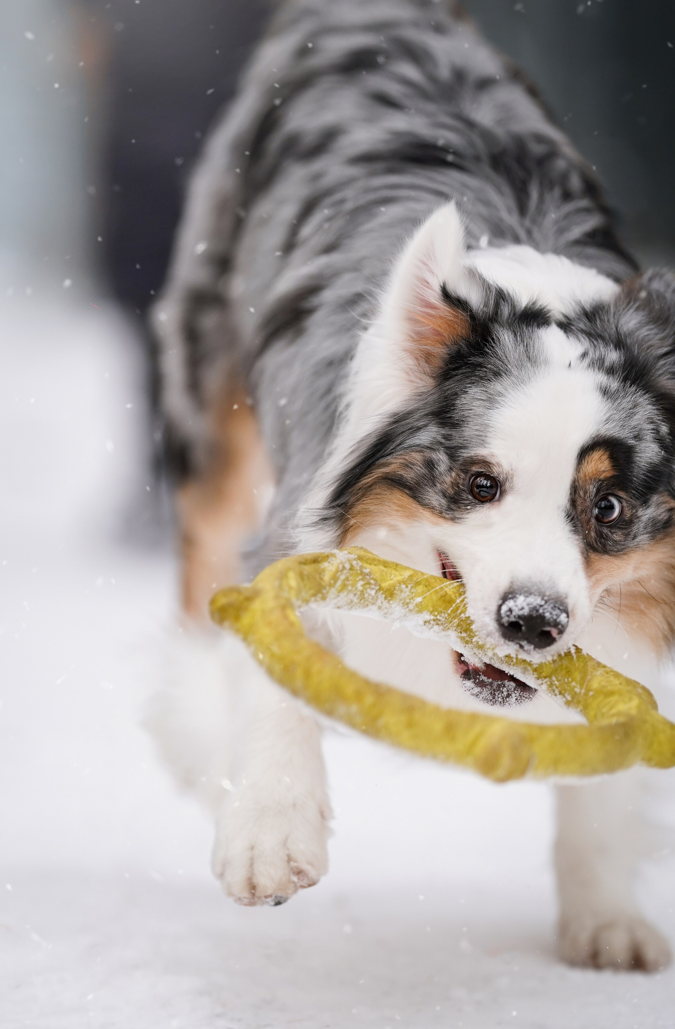 Антон Аиша и Римус. Фотограф-анималист в Санкт-Петербурге Яна Мартынова
