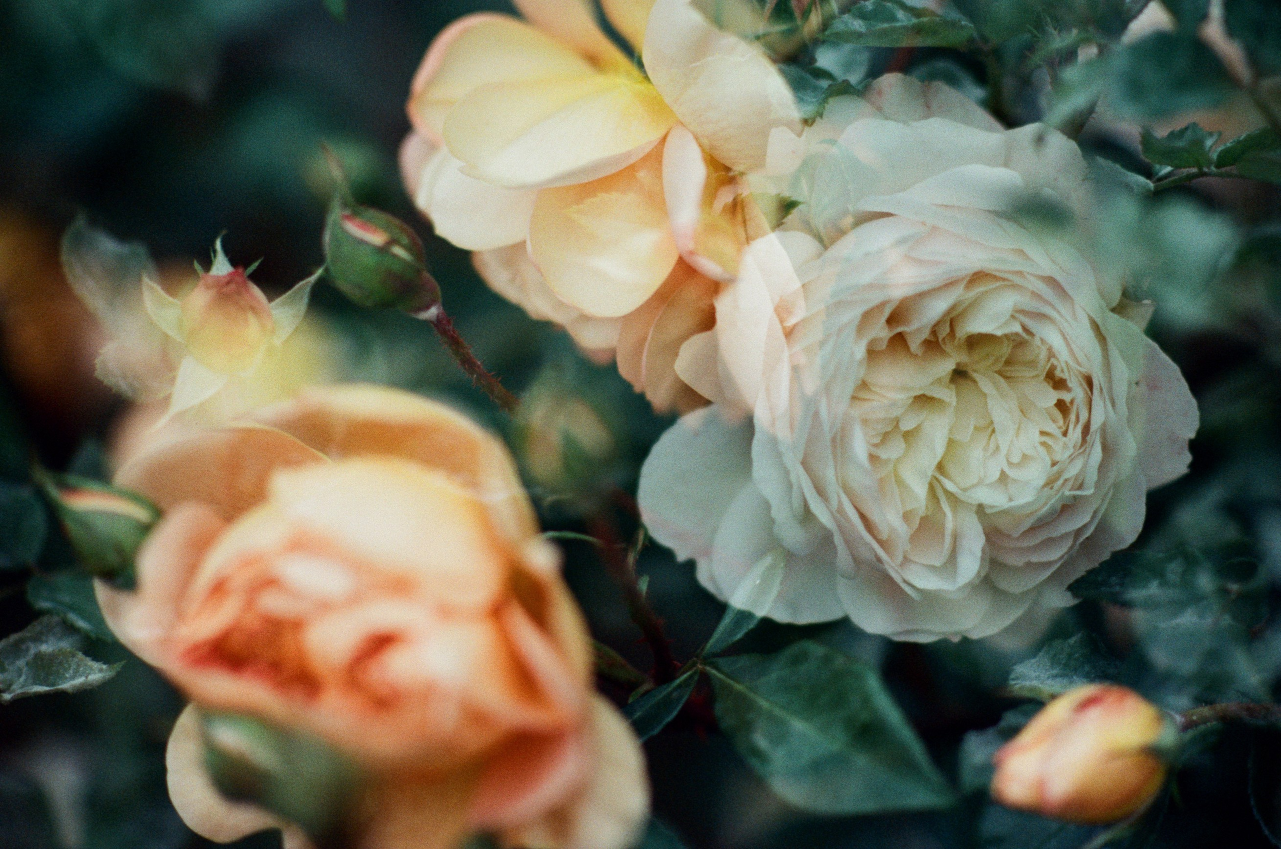 Pain shopping // ukraine, crimea VI. EVER EXPOSED