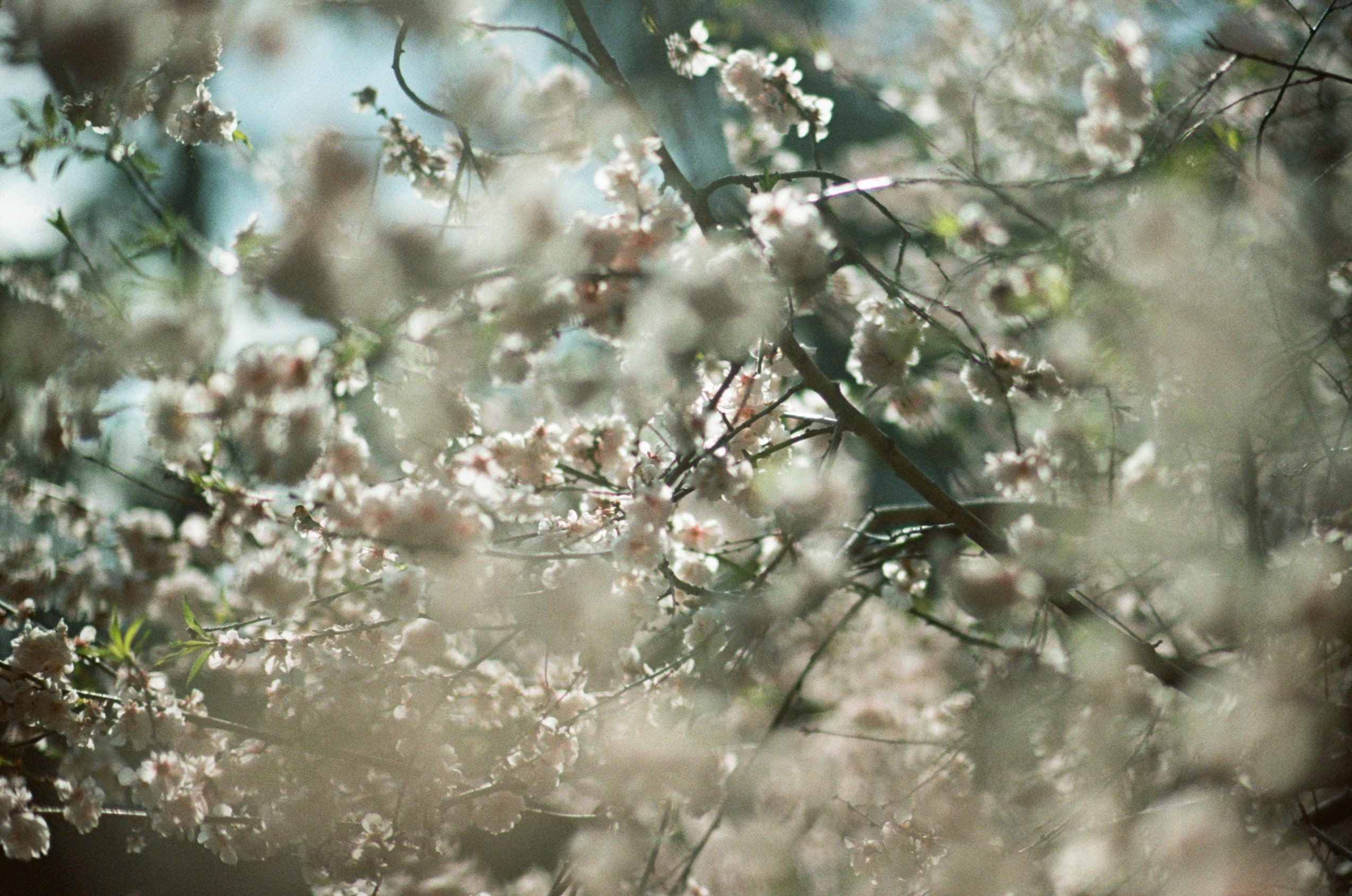 Sakura blues // ukraine, crimea. EVER EXPOSED