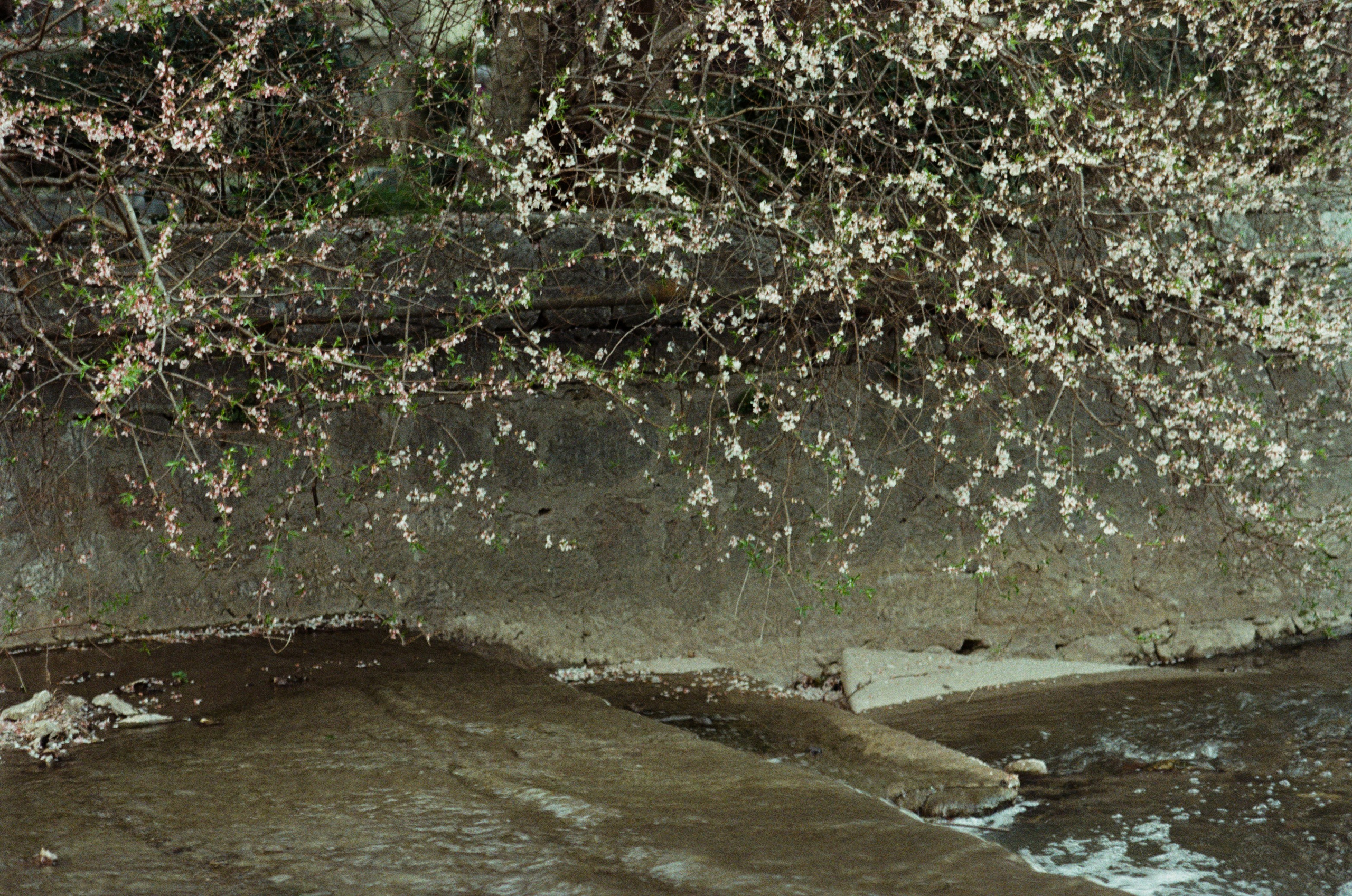 Sakura blues // ukraine, crimea II. EVER EXPOSED