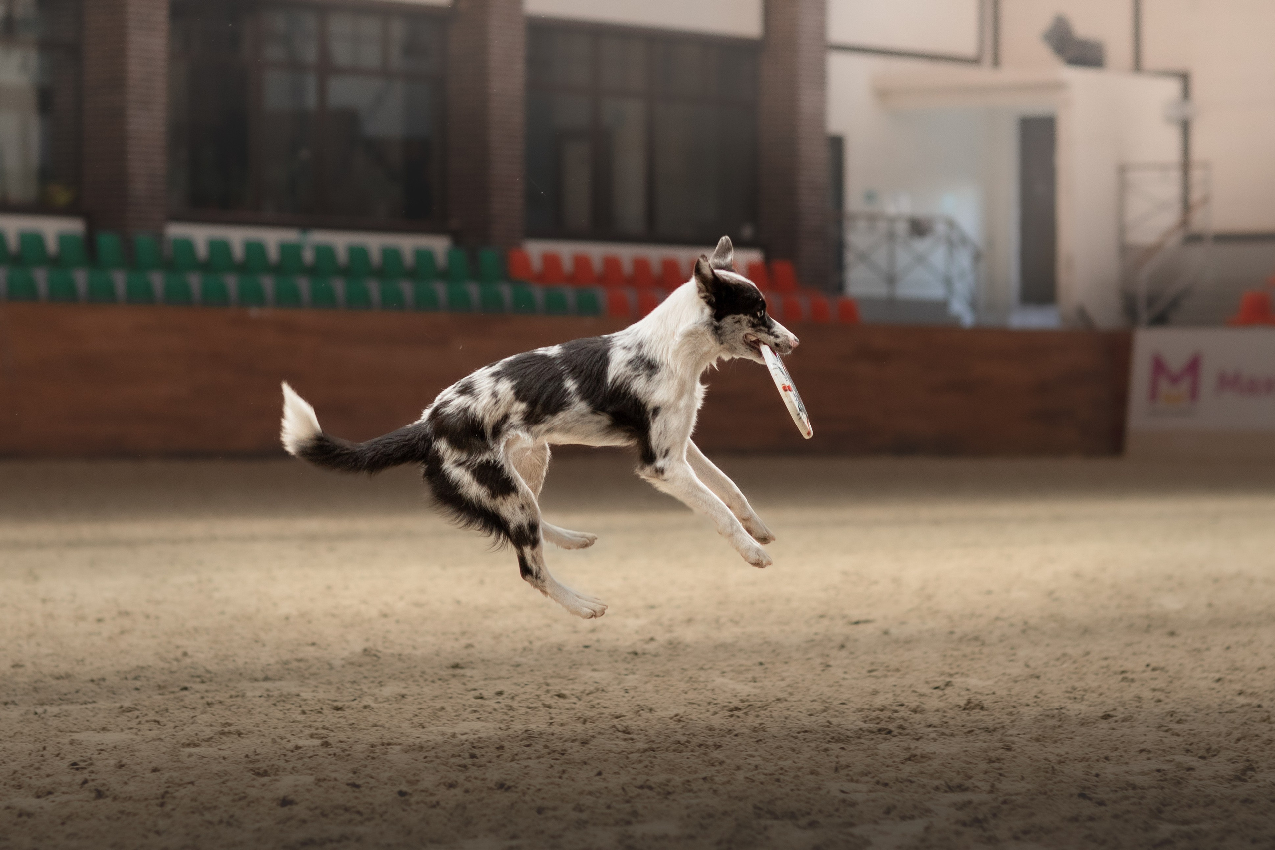Собака в спорте. Фотограф-анималист в Москве Дорн Мелани