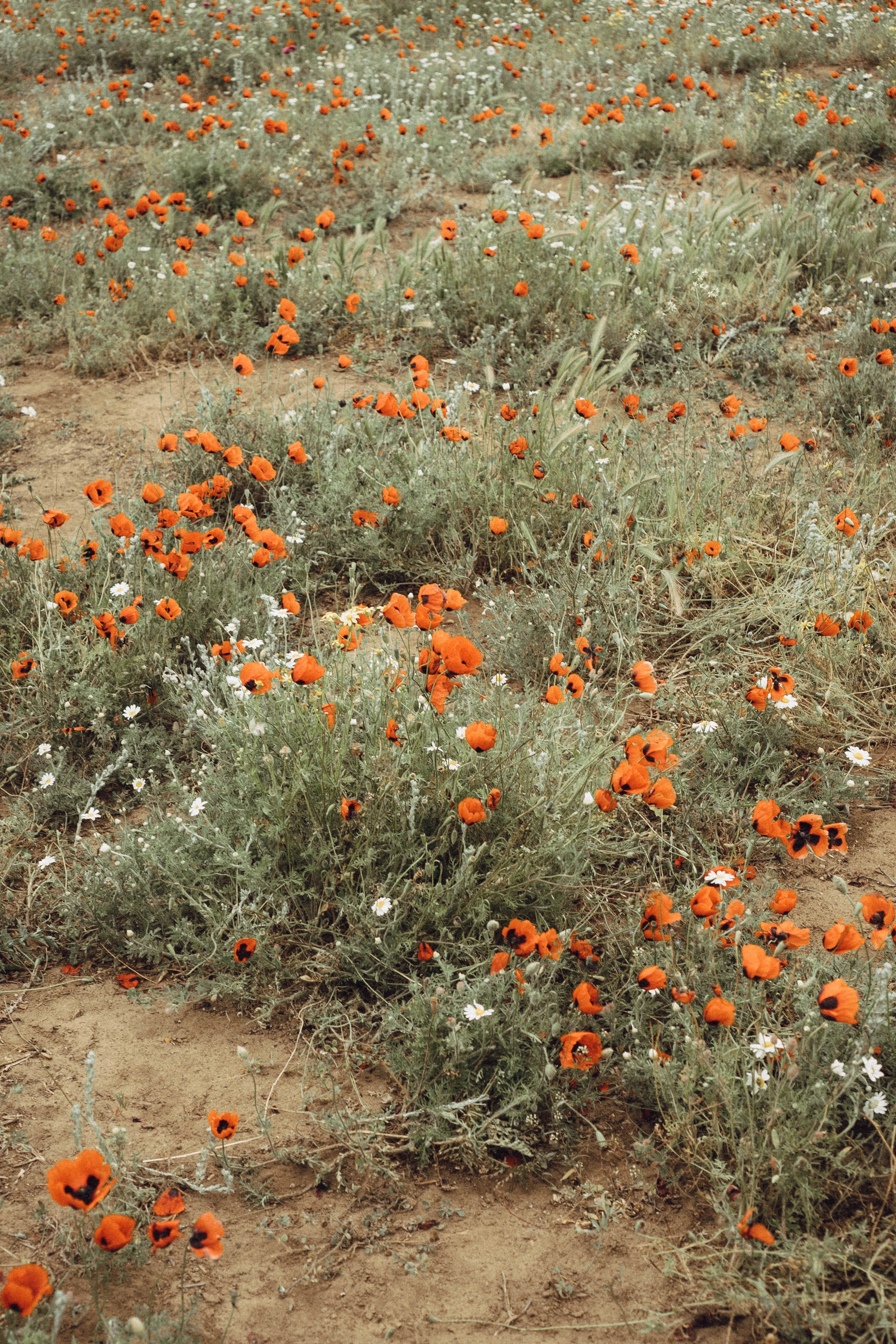 Кавказ. Профессиональный фотограф, Санкт-Петербург — Виктория Богомолова
