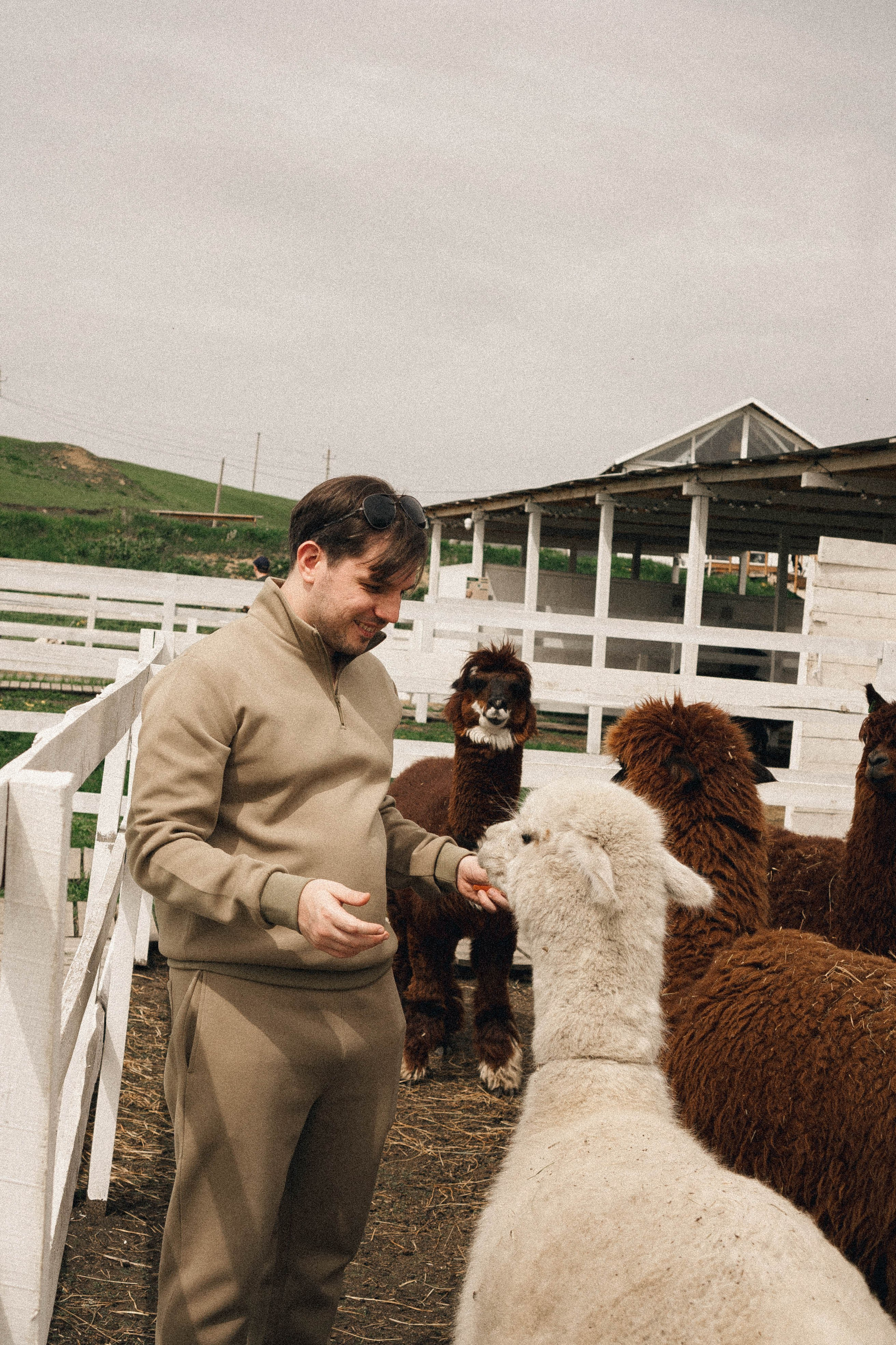 Ферма Альпак. Профессиональный фотограф, Санкт-Петербург — Виктория Богомолова