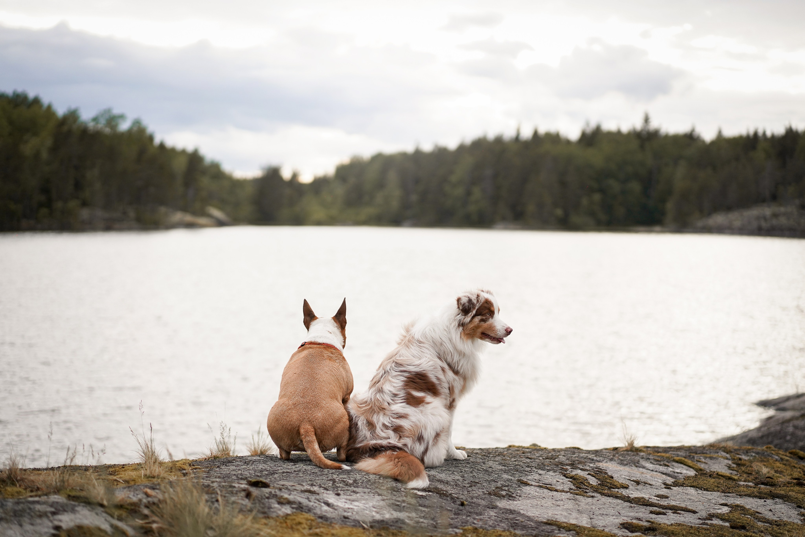Панда и Юни в Карелии. Фотограф-анималист в Санкт-Петербурге Яна Мартынова