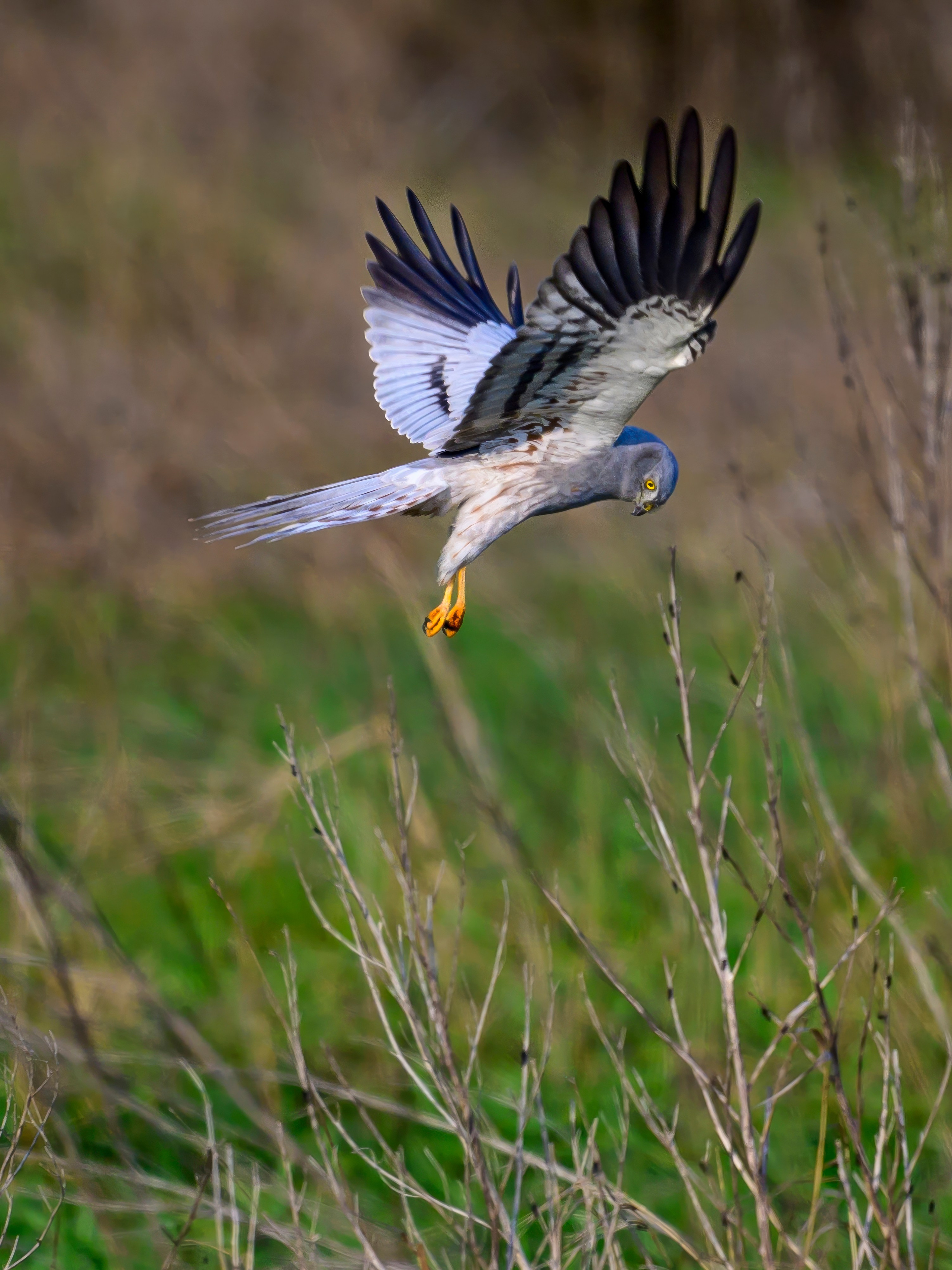 Луговой лунь. Фотограф Сергей Пупонин