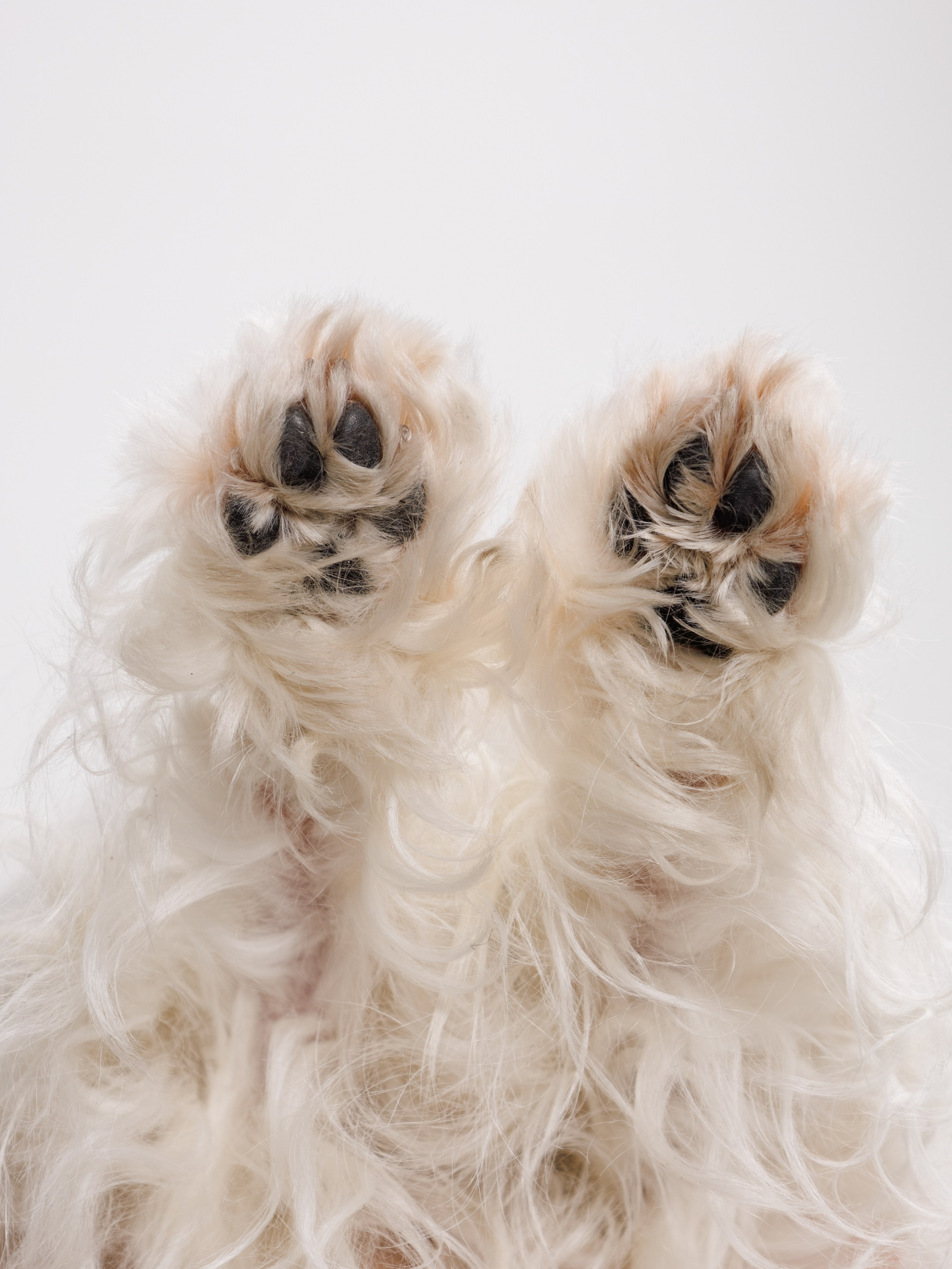 Съемка с животными. Главная