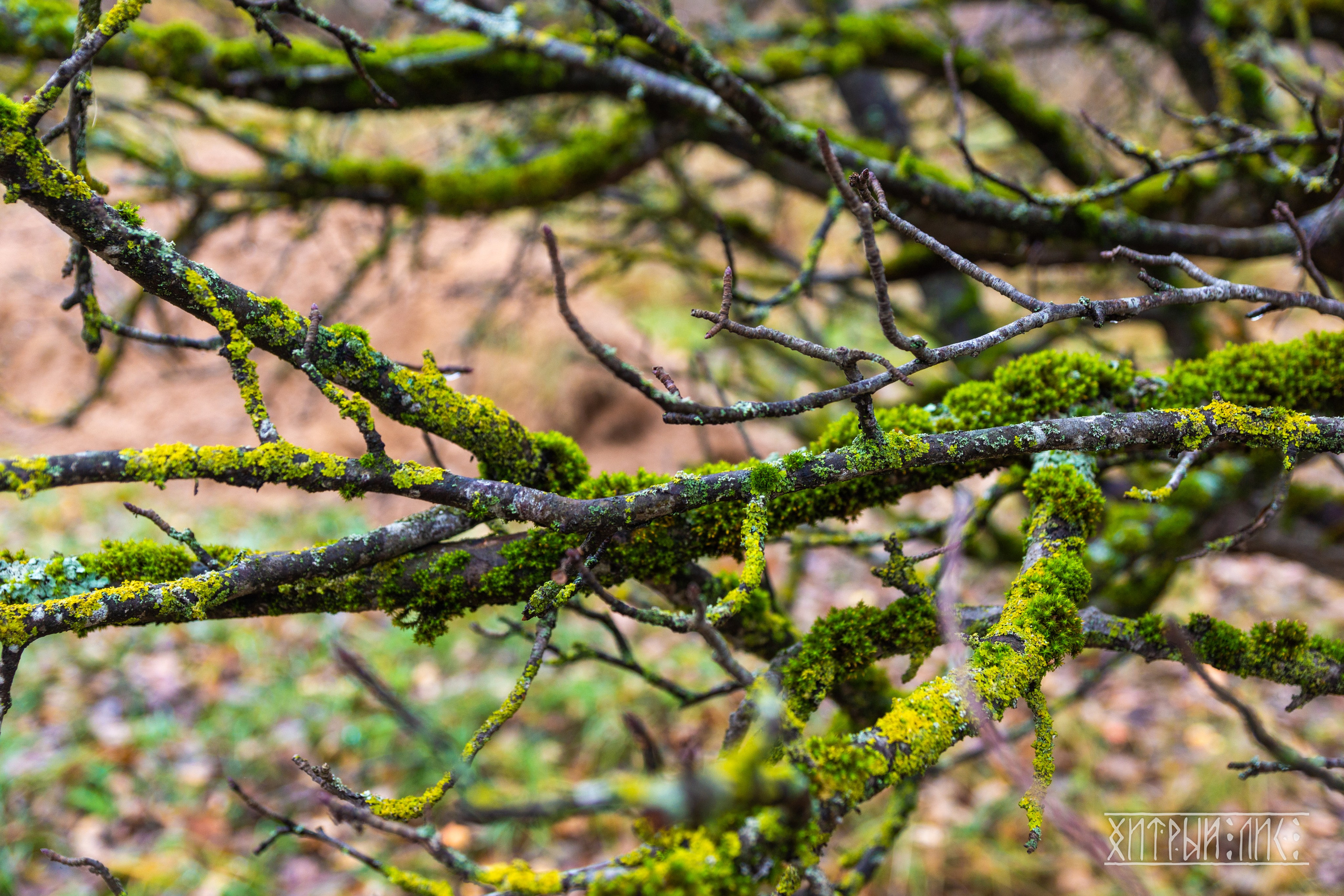 Изборск- Печоры-Псков-Новгород-Торжок. Фотограф-путешественник Самойлов Максим «Sly Fox»