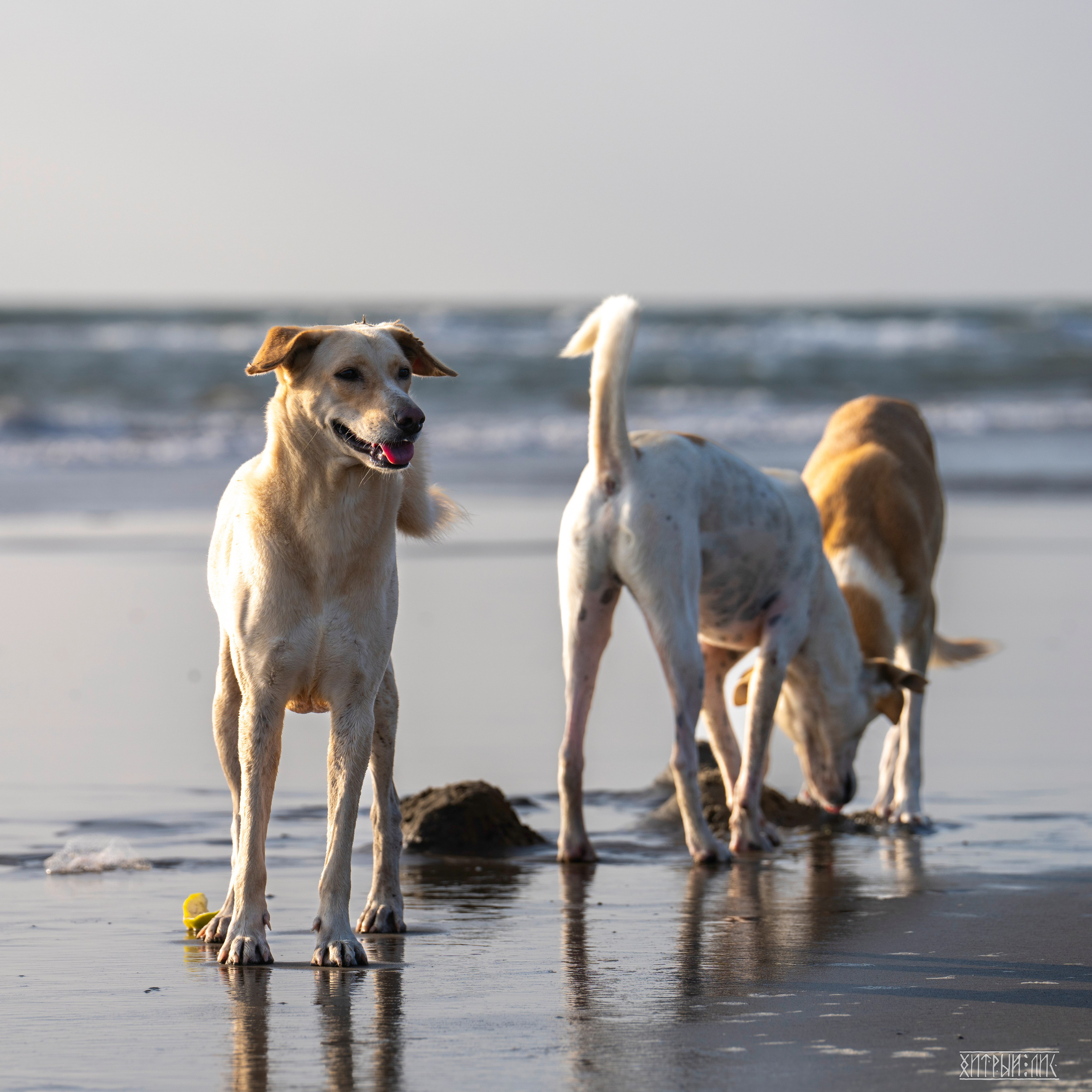 Гоа-Мумбаи. Фотограф-путешественник Самойлов Максим «Sly Fox»
