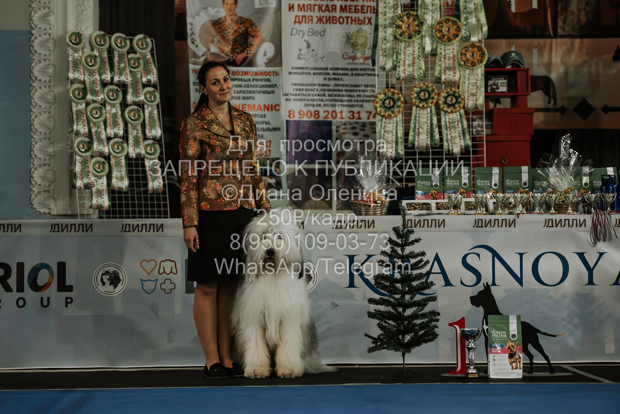 Выставка собак Красноярск 29.10.2023. Фотограф Диана Оленина Красноярск / Братск