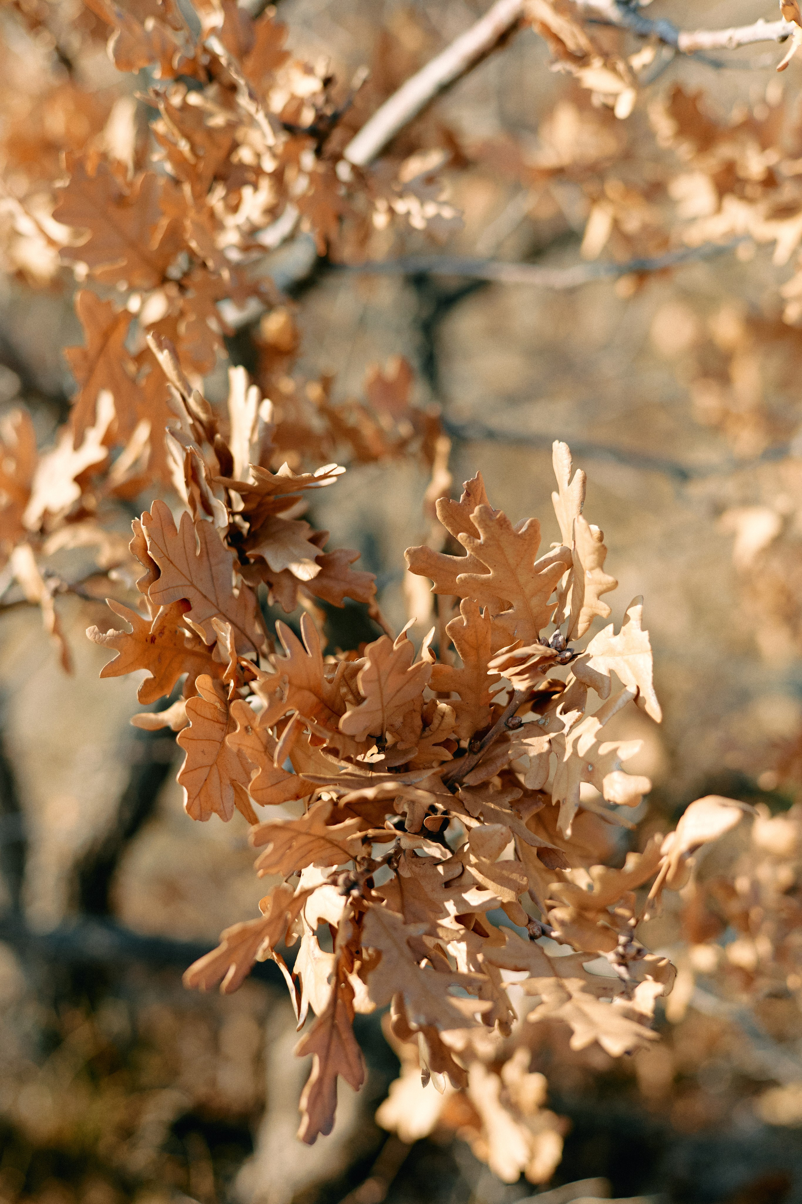 Юг России. Профессиональный Фотограф во Владимире, в Москве и в Суздале — Полина Романычева