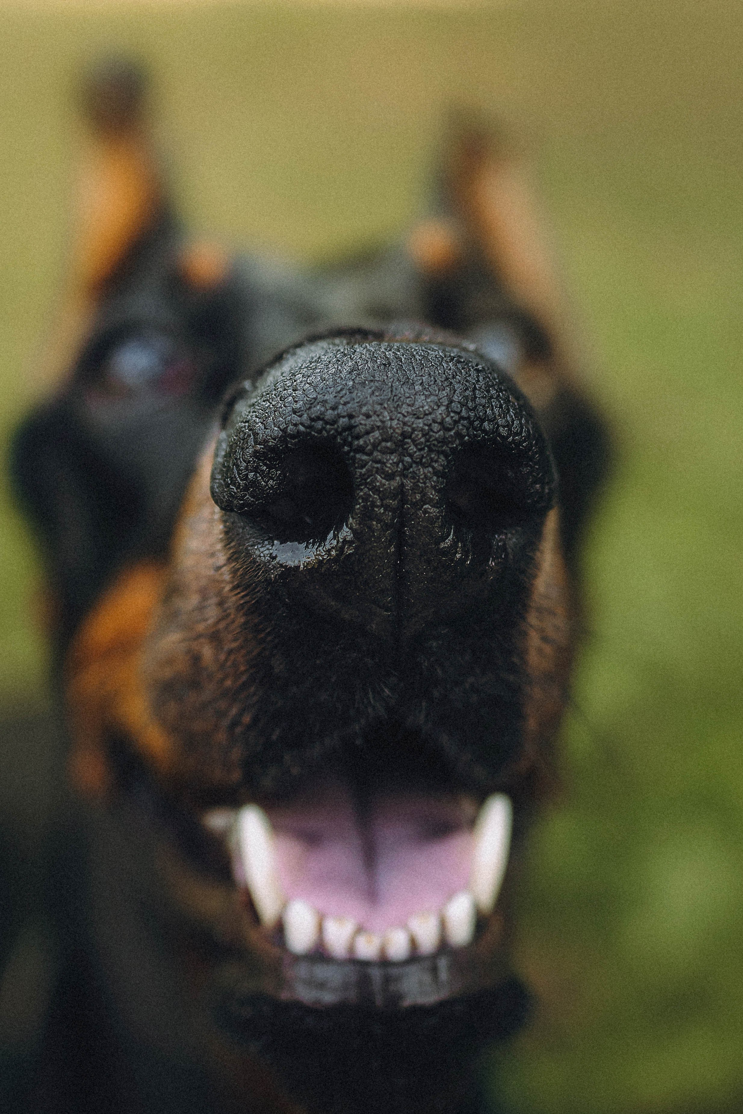 Паша и Хайди