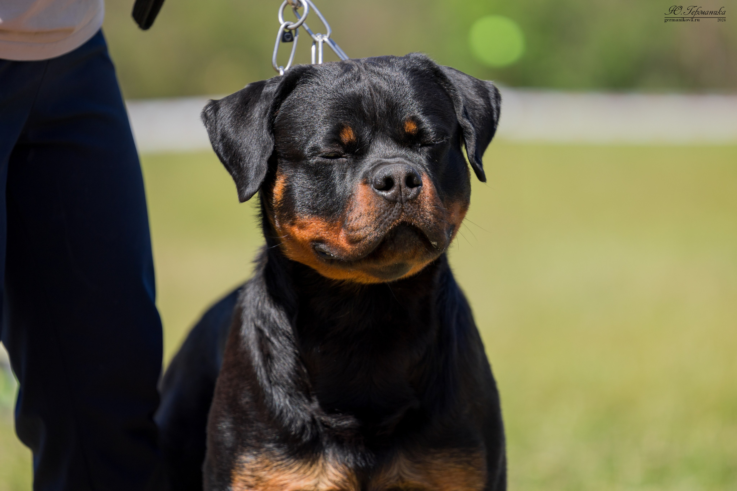Воронеж моно ротвейлеров 25-26.05.2024