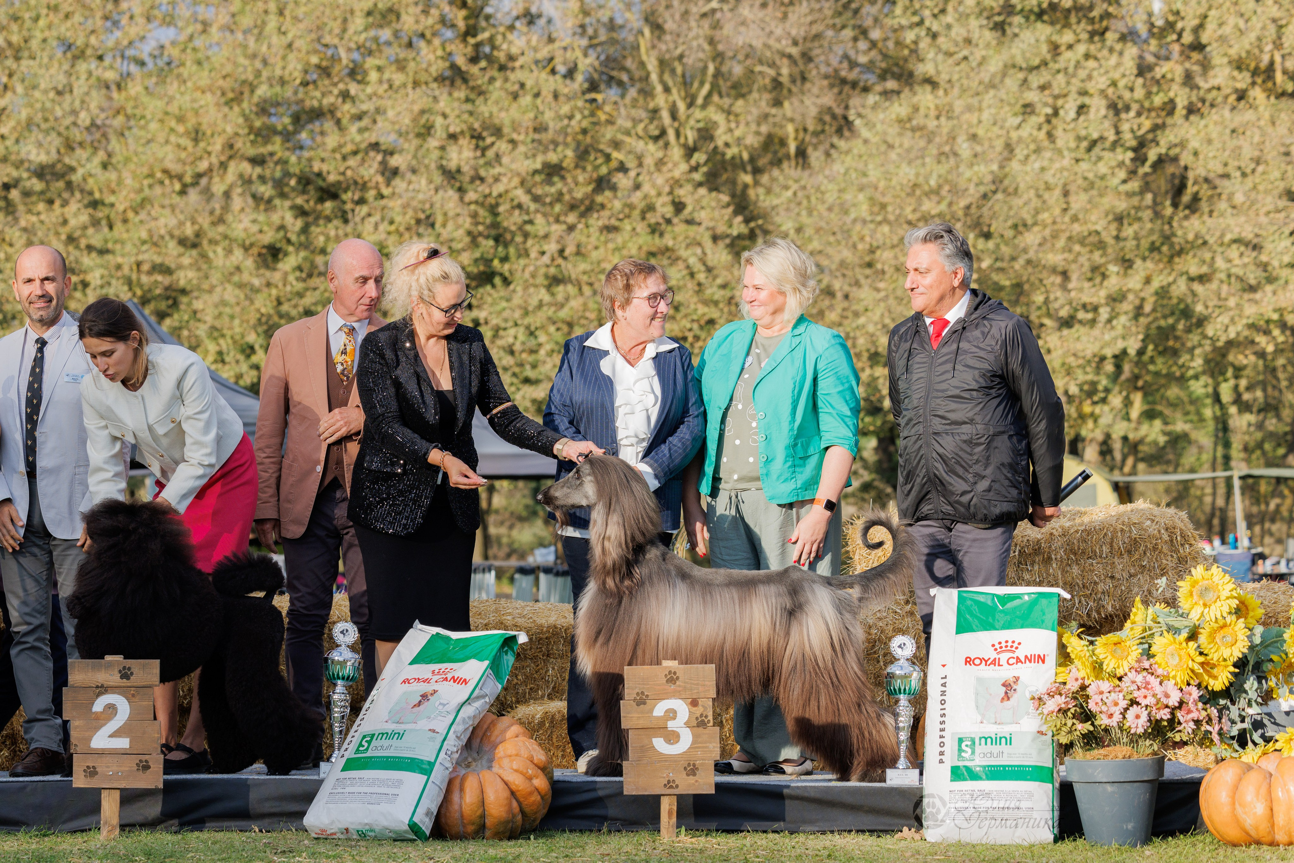 Туция,Стамбул 2хCACIB 26-27.10.24. Фотограф-анималист Юлия Германика